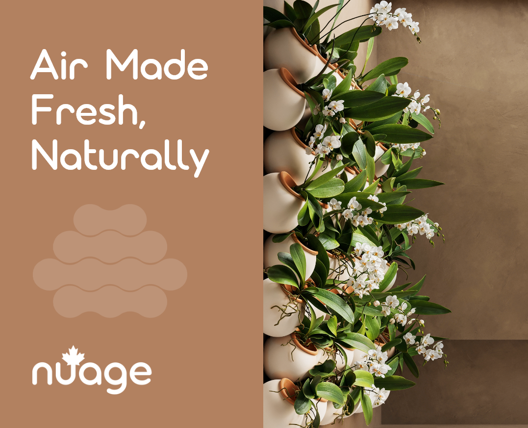 NUAGE-orchids.webp