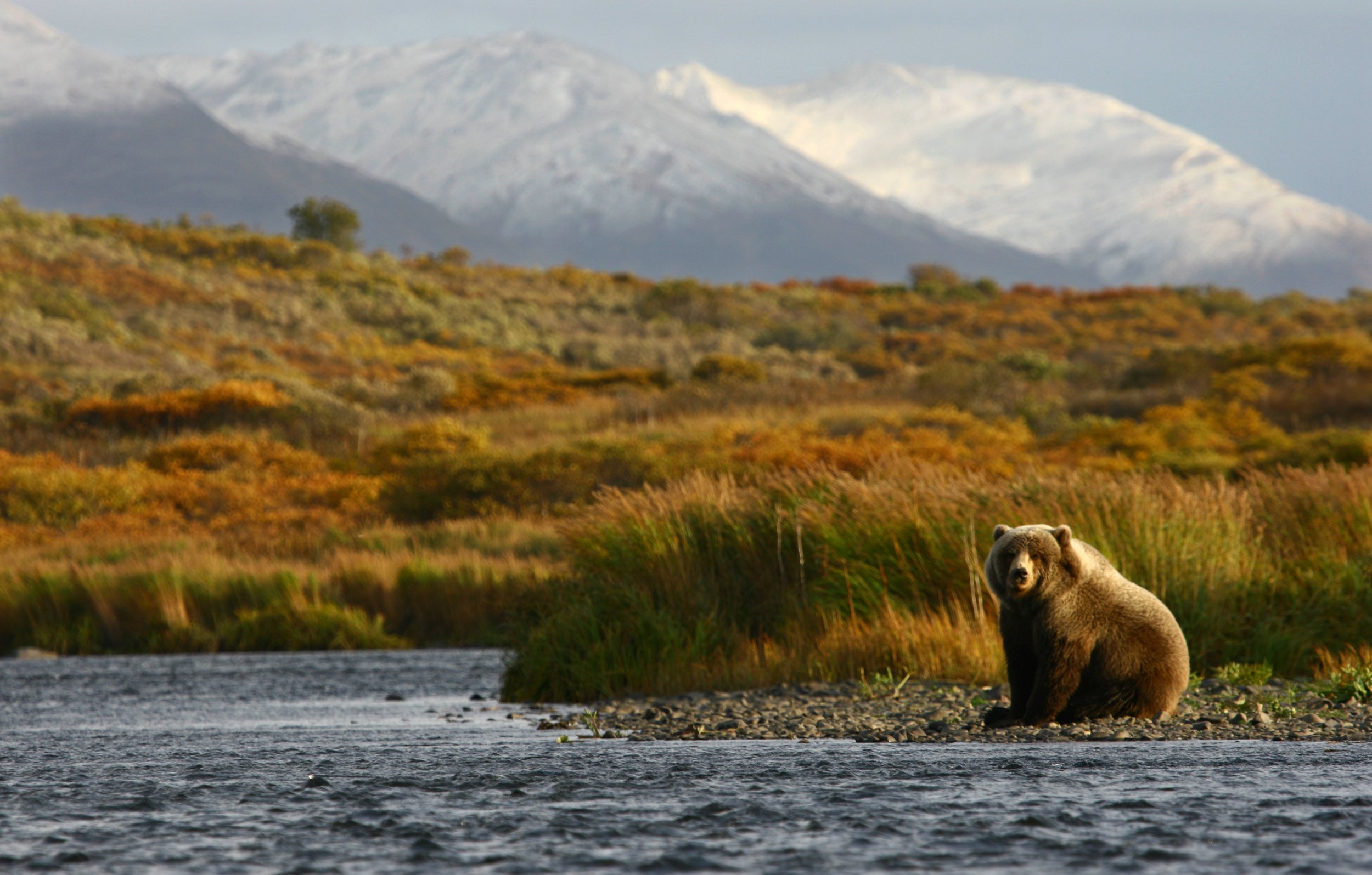 A bear sitting by a riverbank in front of a mountainous landscape with snowy peaks and autumn foliage.