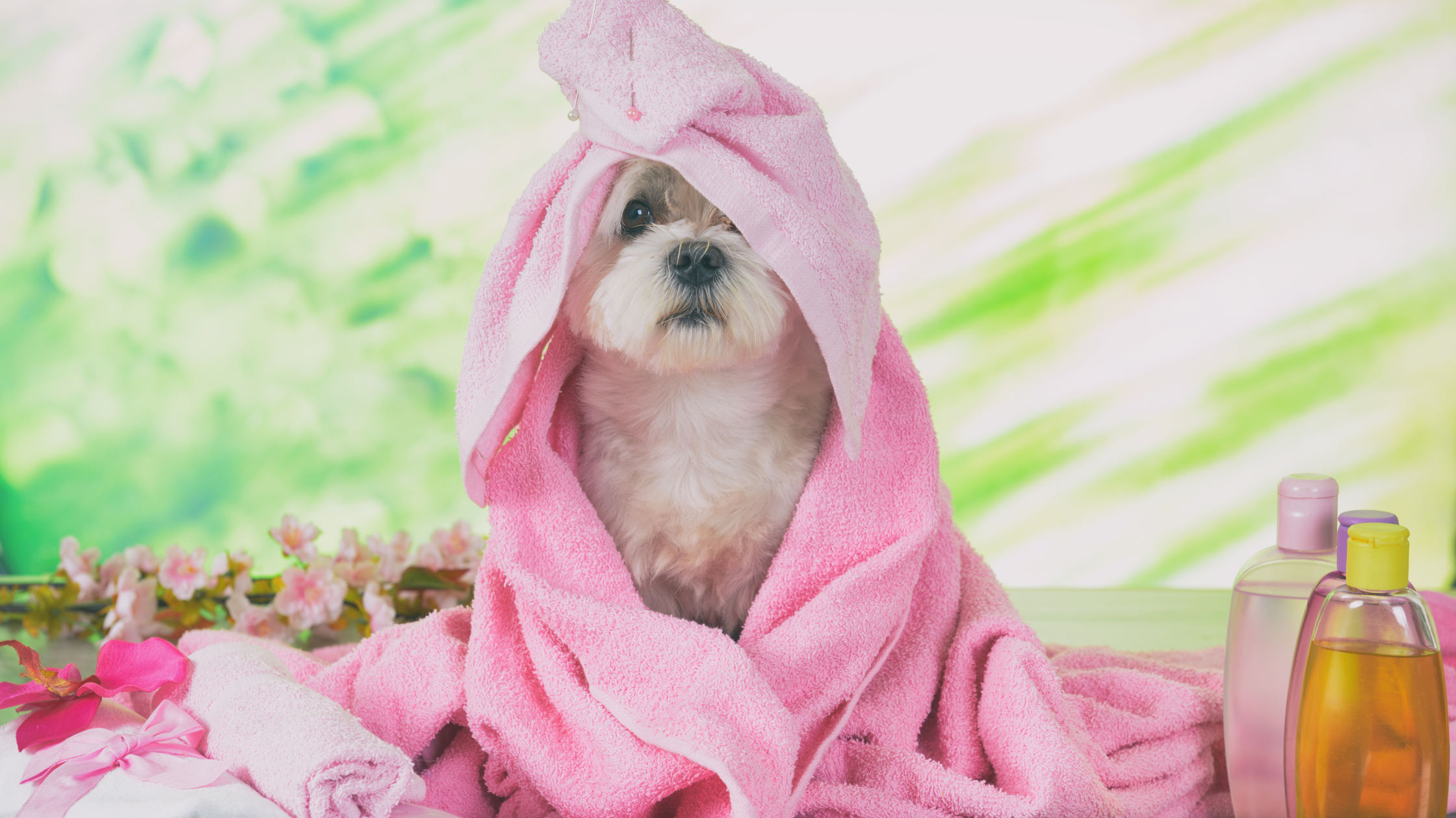 Dog Grooming at Home: Guide for Pet Owners (Tools &amp; Tips)