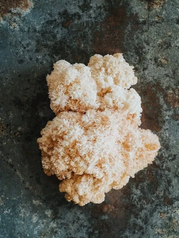 NZ Lions Mane/Coral Tooth