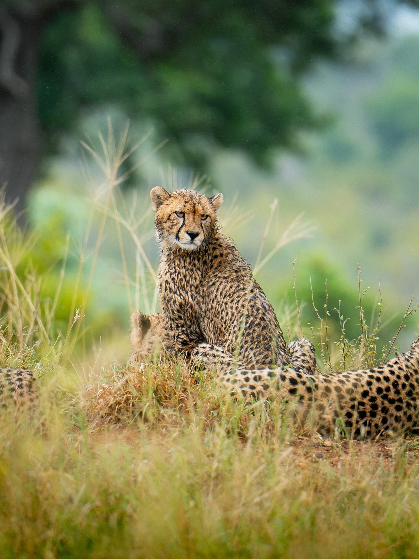 Des jours de recherche, et toujours aucun gu&eacute;pard &agrave; l&rsquo;horizon. 

Seul, je scrutais l&rsquo;horizon &agrave; la recherche d&rsquo;un fant&ocirc;me depuis le d&eacute;but de la semaine. Un animal extr&ecirc;mement discret, camoufl&e