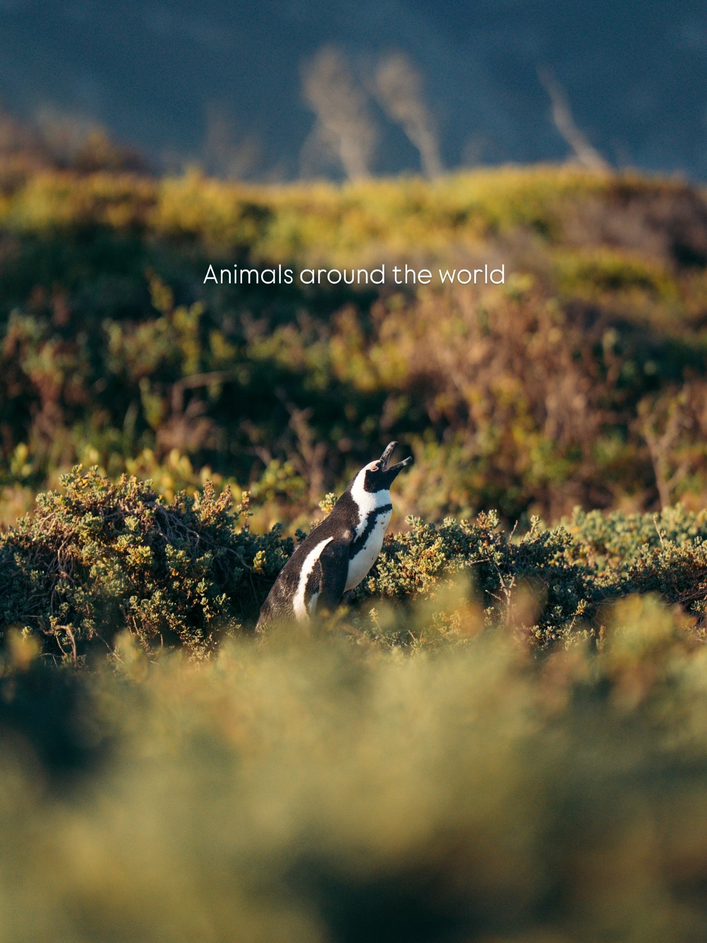 Animals around the world 

Au cours de mes diff&eacute;rents voyages, je me suis d&eacute;couvert une passion pour photographier des animaux sauvages dans leurs milieux : for&ecirc;ts tropicales d&rsquo;Asie, brousse sud africaine, for&ecirc;ts fran&