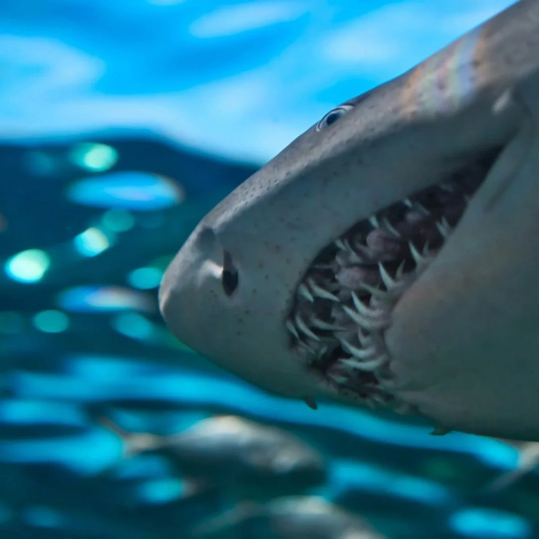Did you know that you can make reservations with Sarasota Suncoast Tours to enjoy a day of family fun and education at Caspersen Beach? Shark&rsquo;s Teeth &amp; More Family Adventure Tour offers the opportunity to learn about the area, hunt for shar