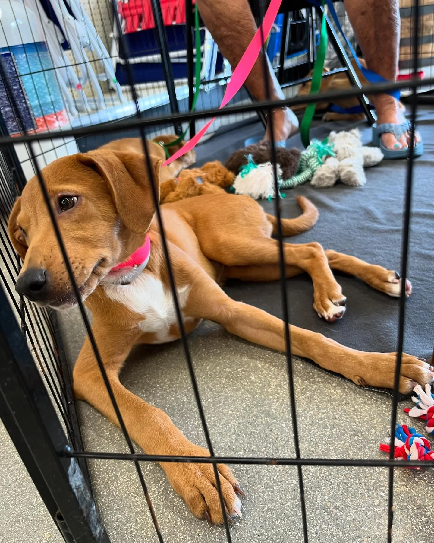 The Suncoast Humane Society brought some extra joy to Wellen Park&rsquo;s Ace Hardware today! 

You can catch them every 3rd Saturday of the month from 11am-2pm! 🐾