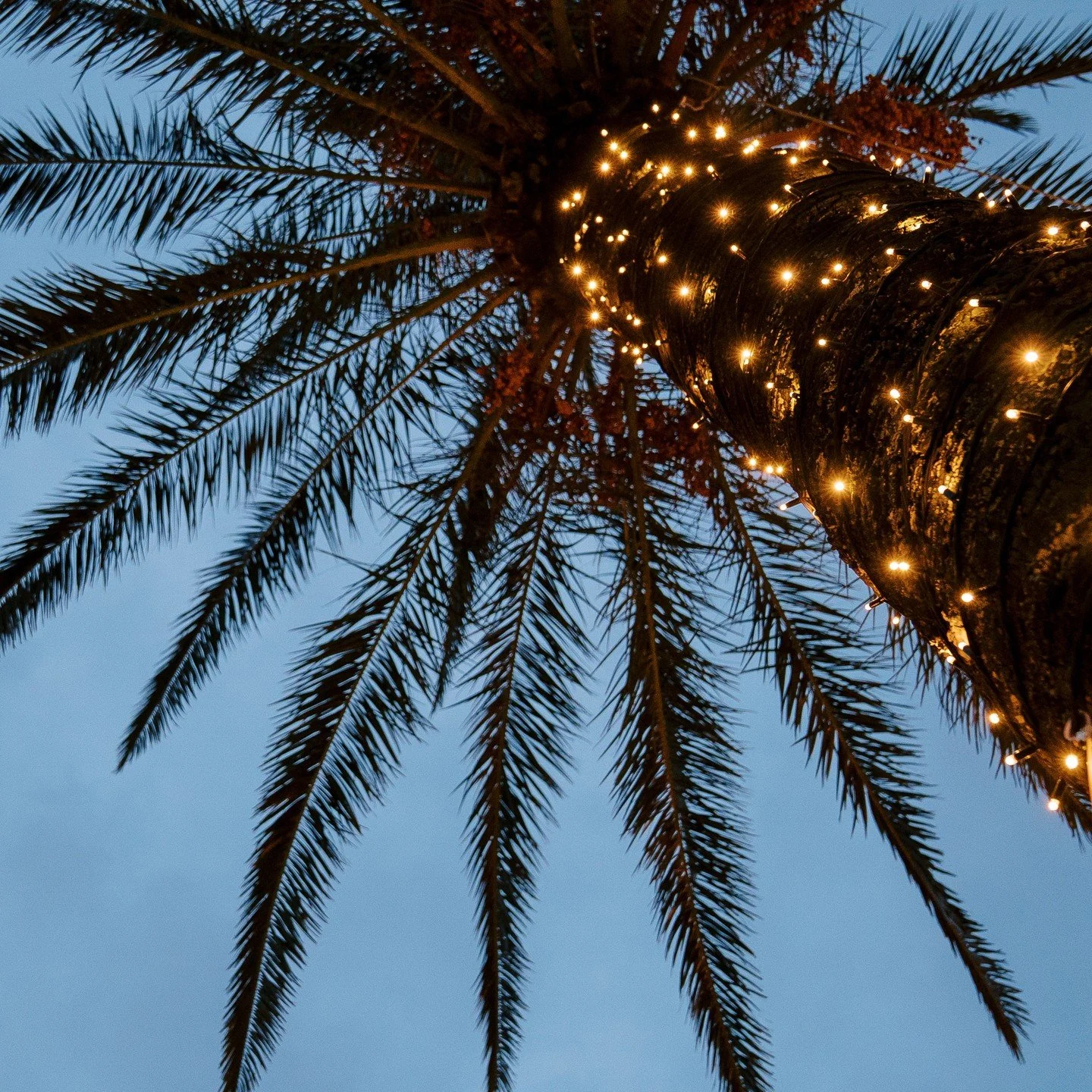 The Venice Holiday Parade takes place the Saturday after Thanksgiving in Downtown Venice! Enjoy entertainment before the parade and settle in to watch an array of fun floats.

Visit https://www.wellenparktimes.com/events for more information.