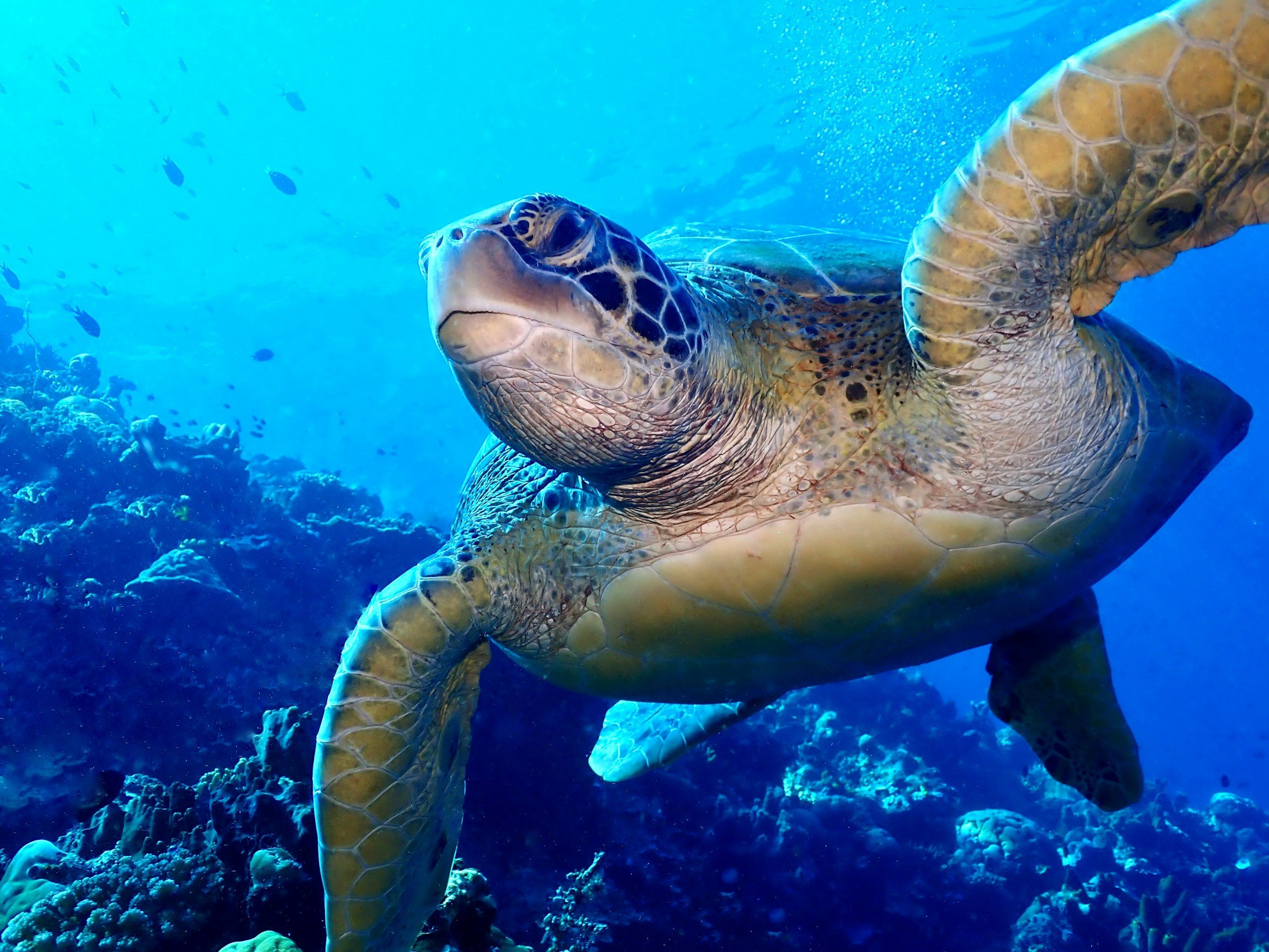 Mote Marine’s Animal Encounters: Turtle Time