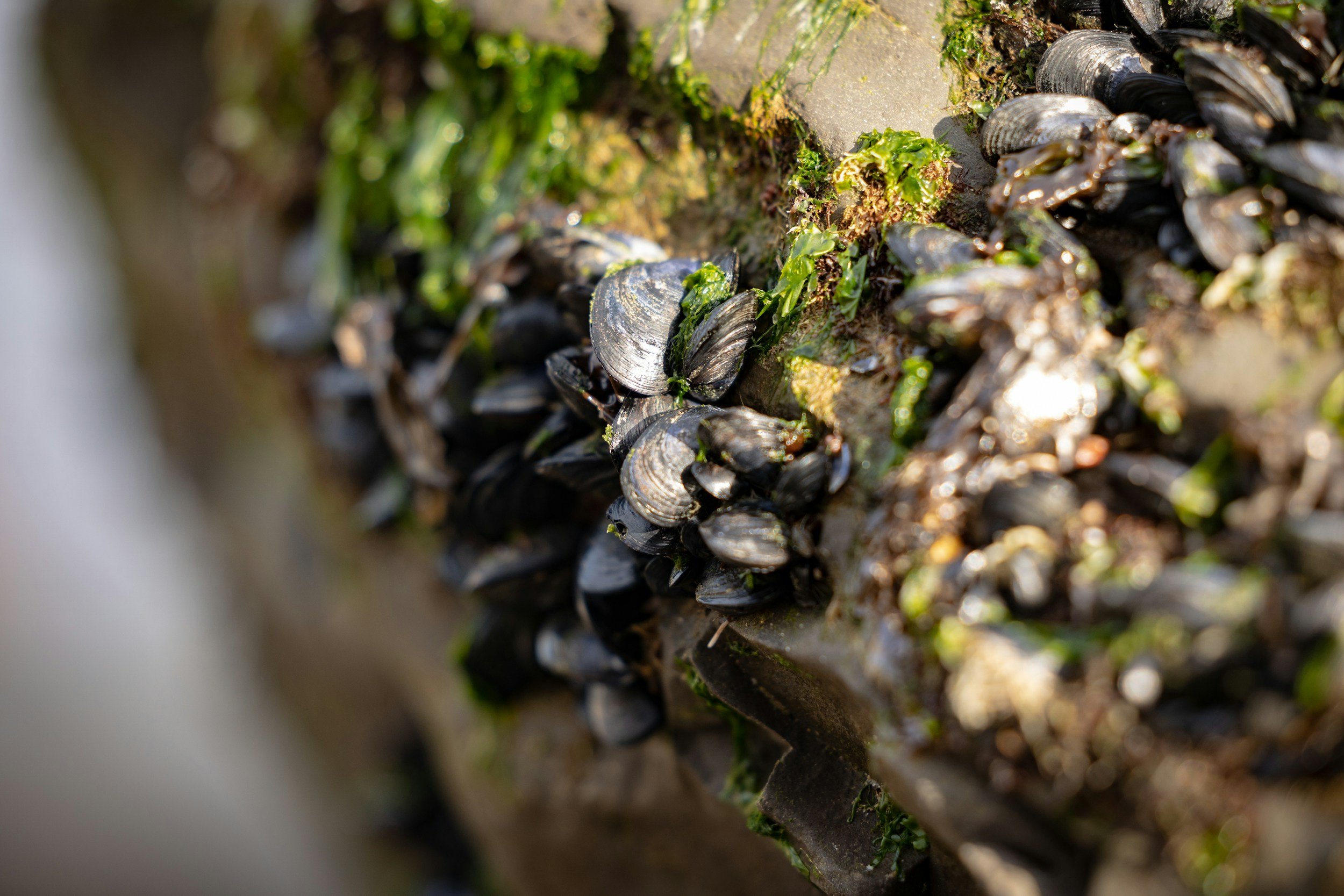 Osprey Library: The History and Future of Oysters in the Manatee River