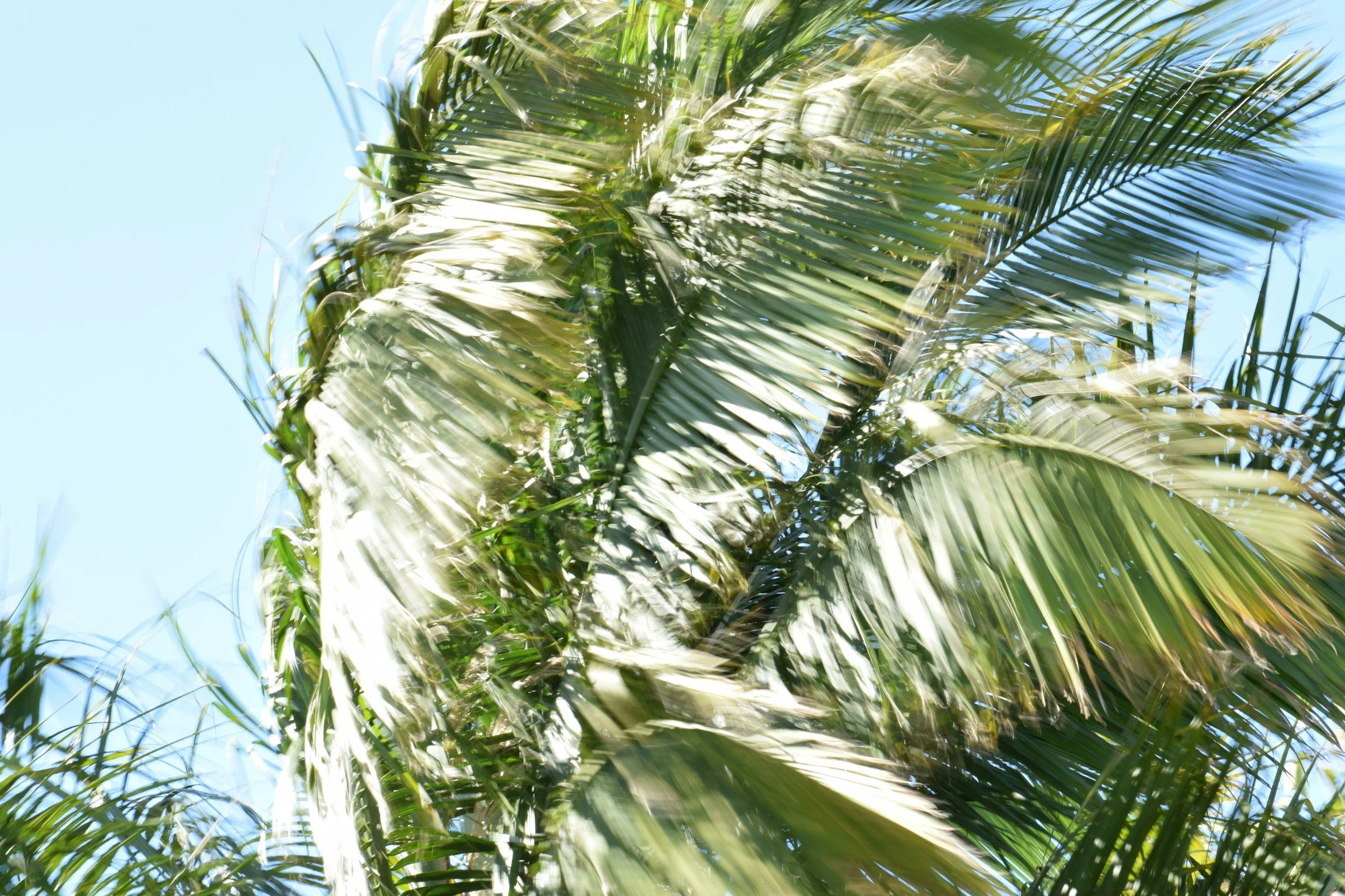 Cool Breeze at CoolToday Tiki Bar
