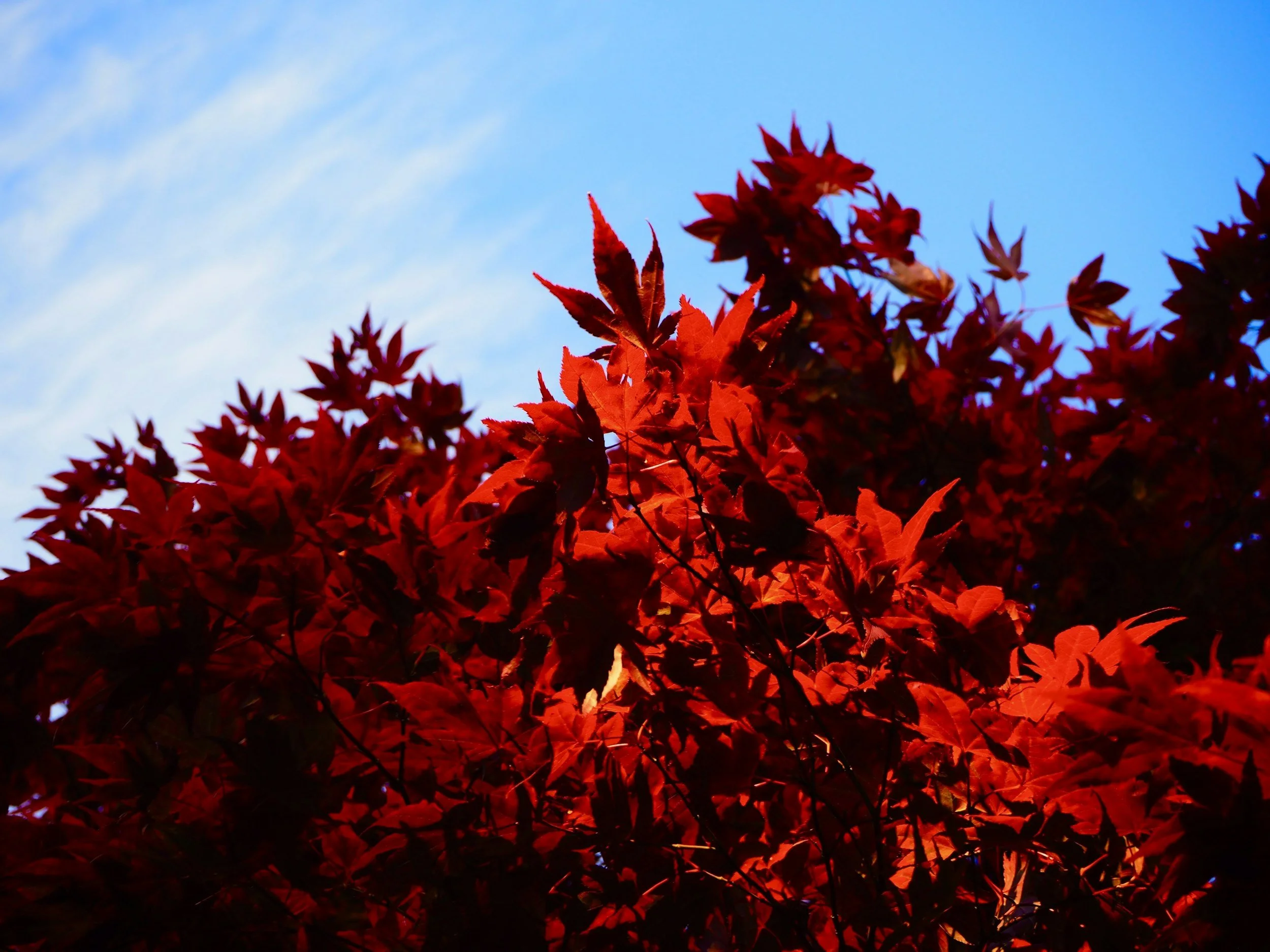 Natural Resources Tree Giveaway