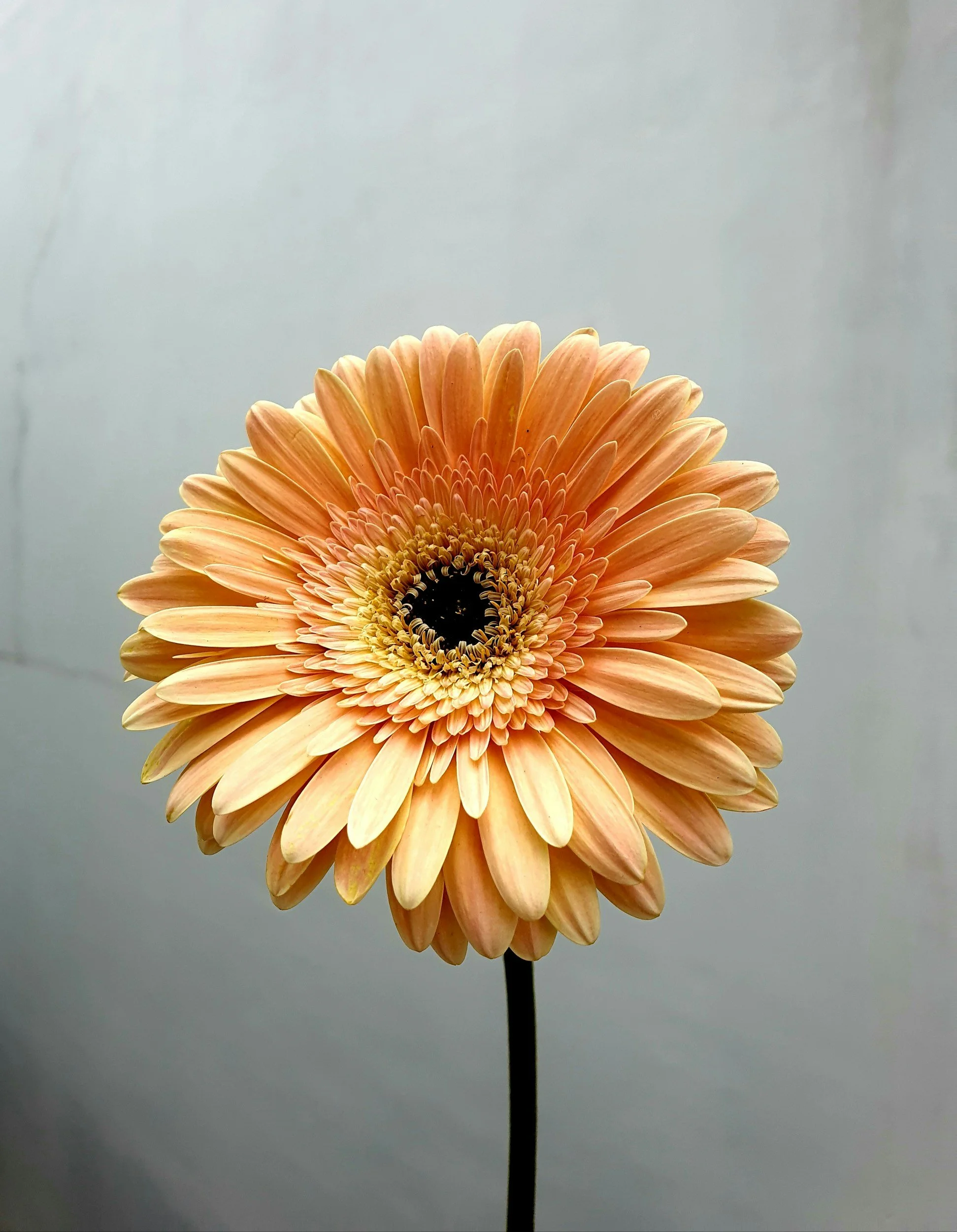 Felting : Flowers at the Artistic Flip Flop