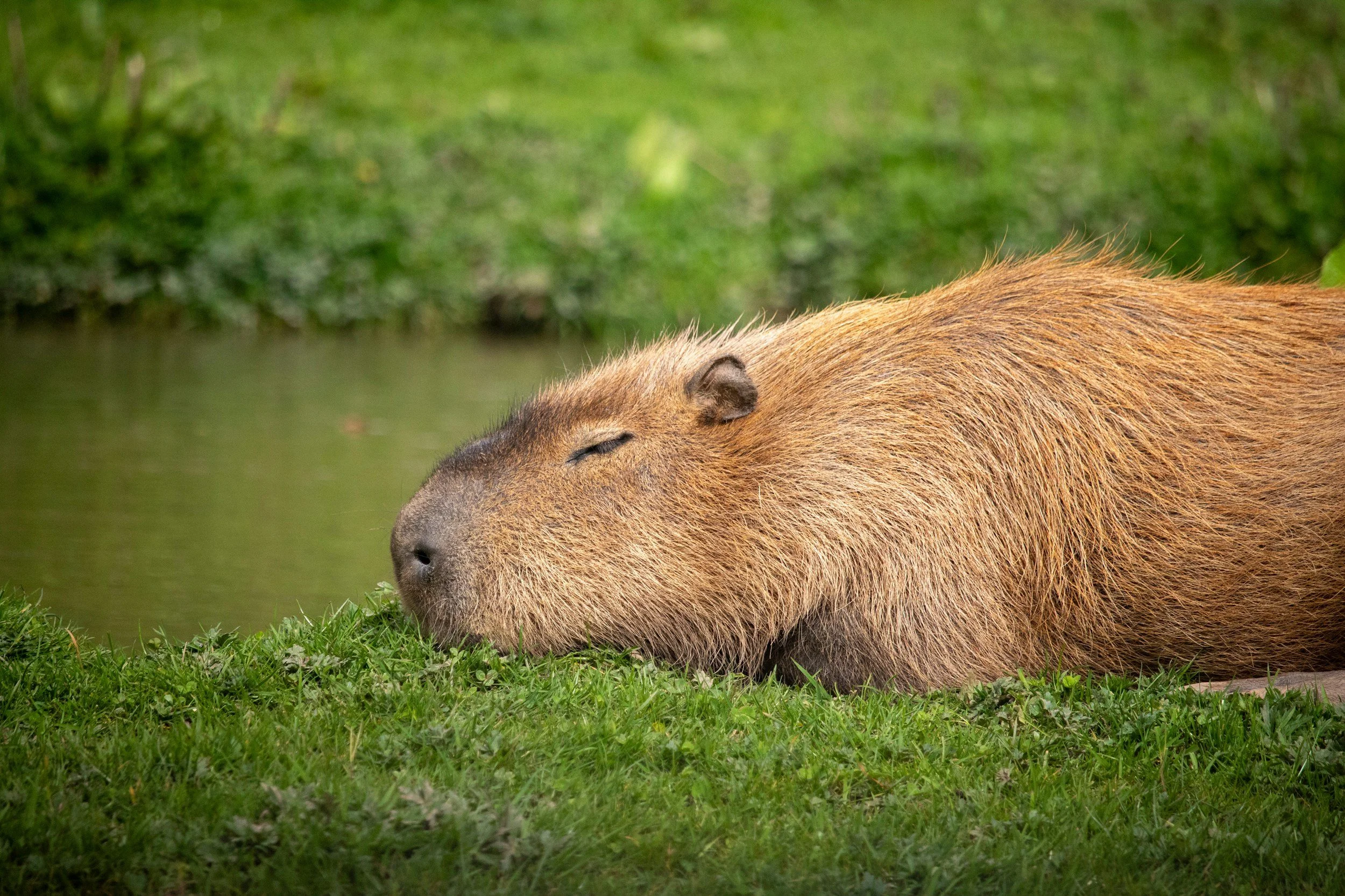 Father's Day BBQ with Capybaras