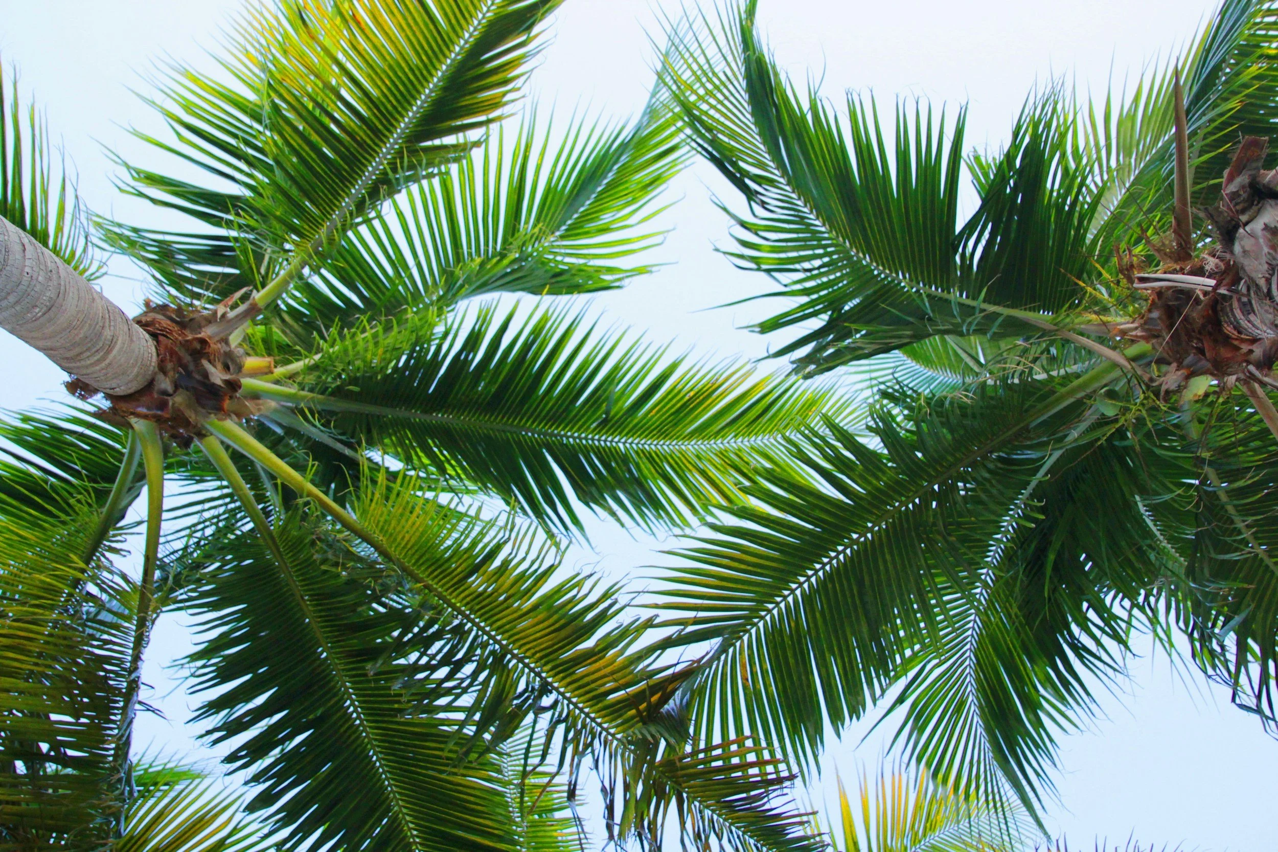 Discover Warm Mineral Springs Park Day