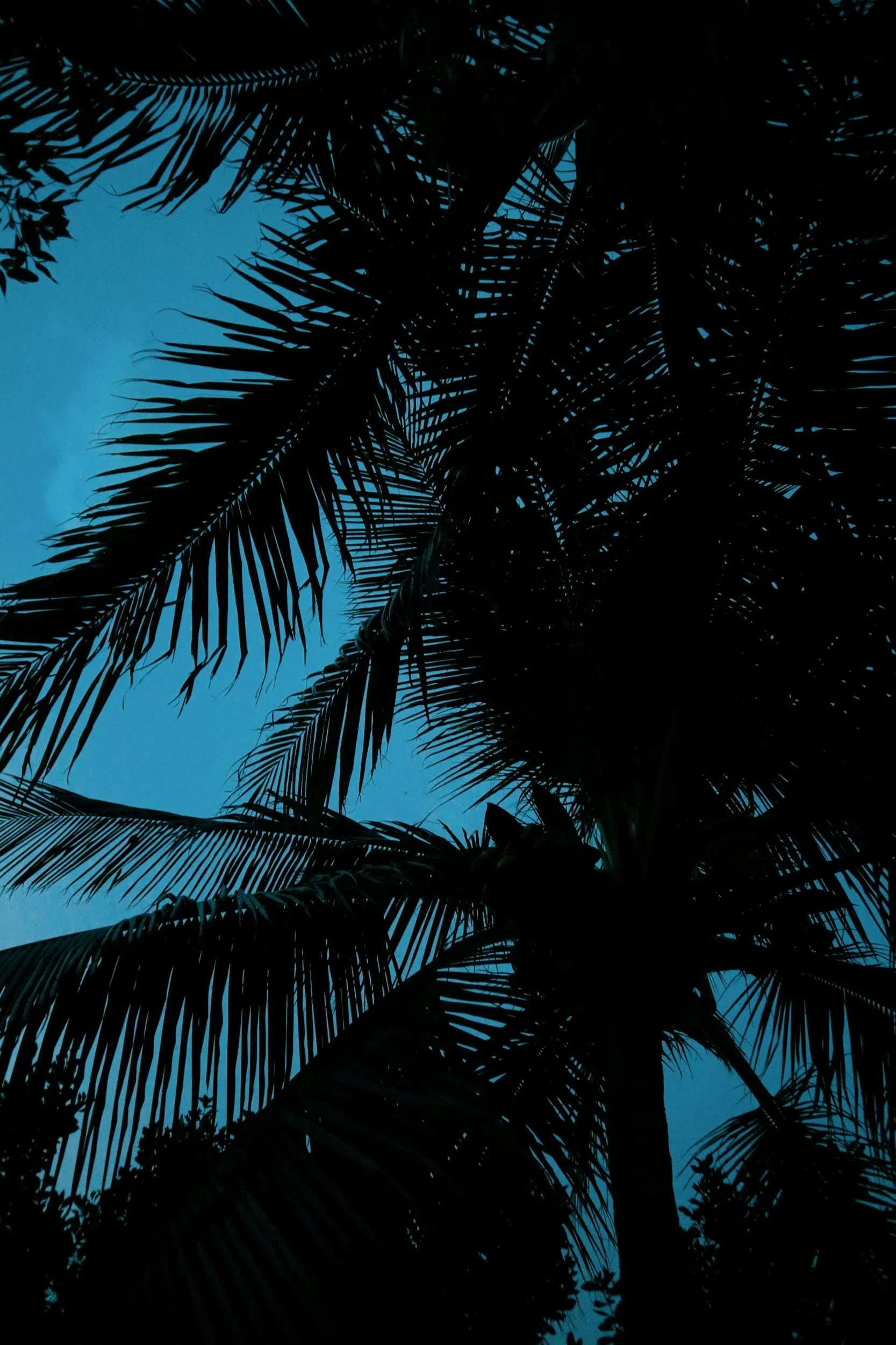 Reggae Nights on the Island