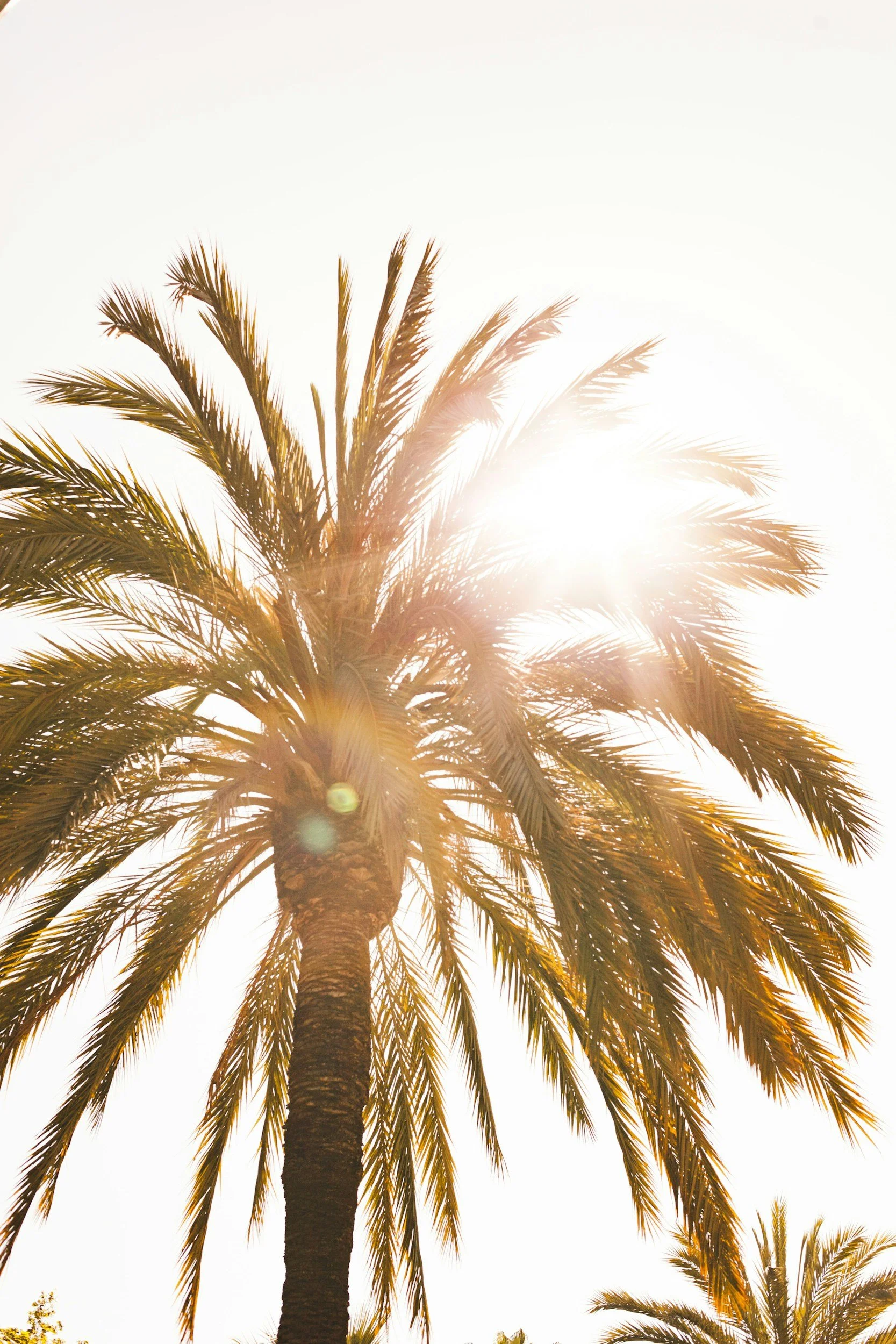 53rd Annual Sun Fiesta