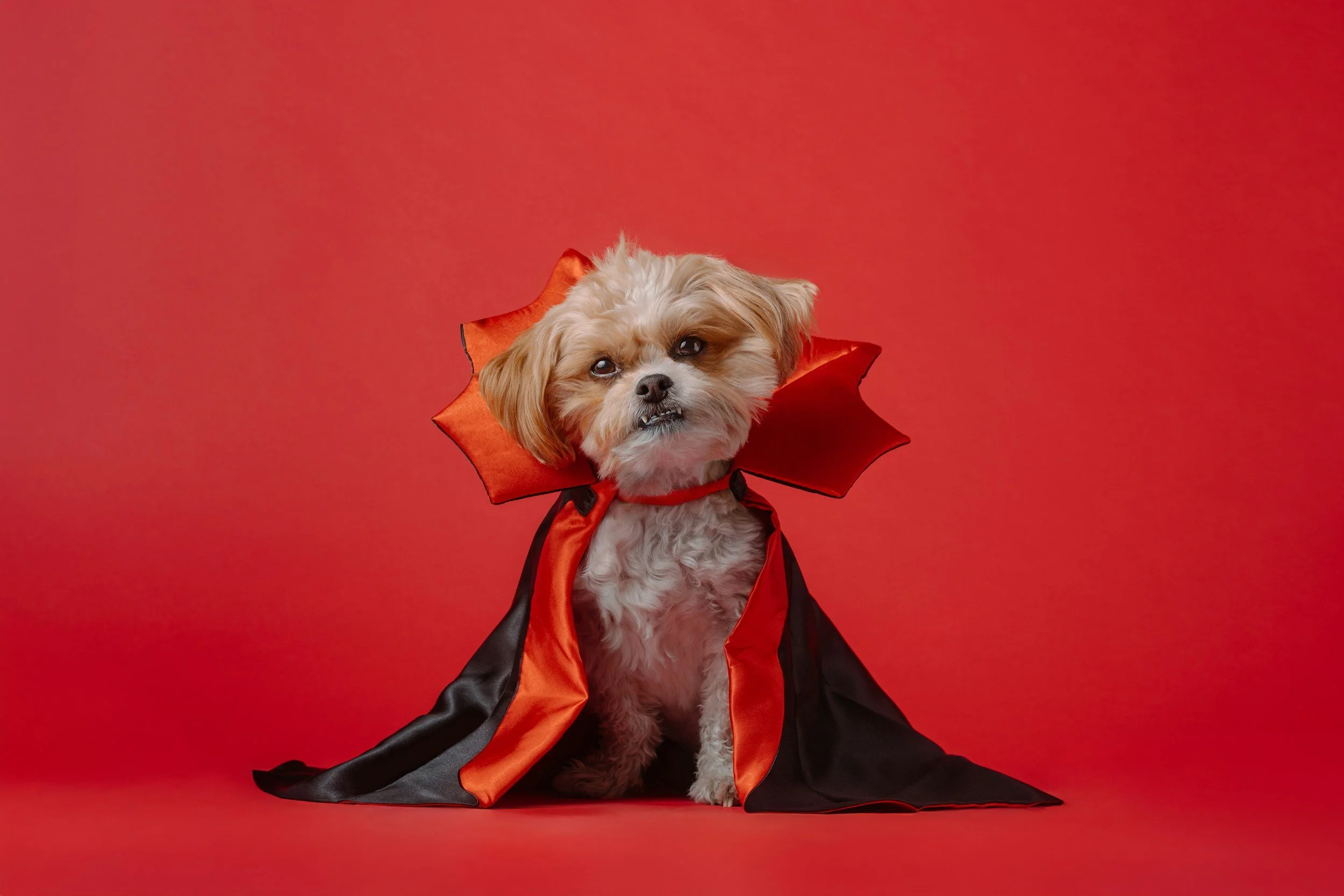 Venice Nights Market & Music, Halloween Pet Parade, Costume Parade
