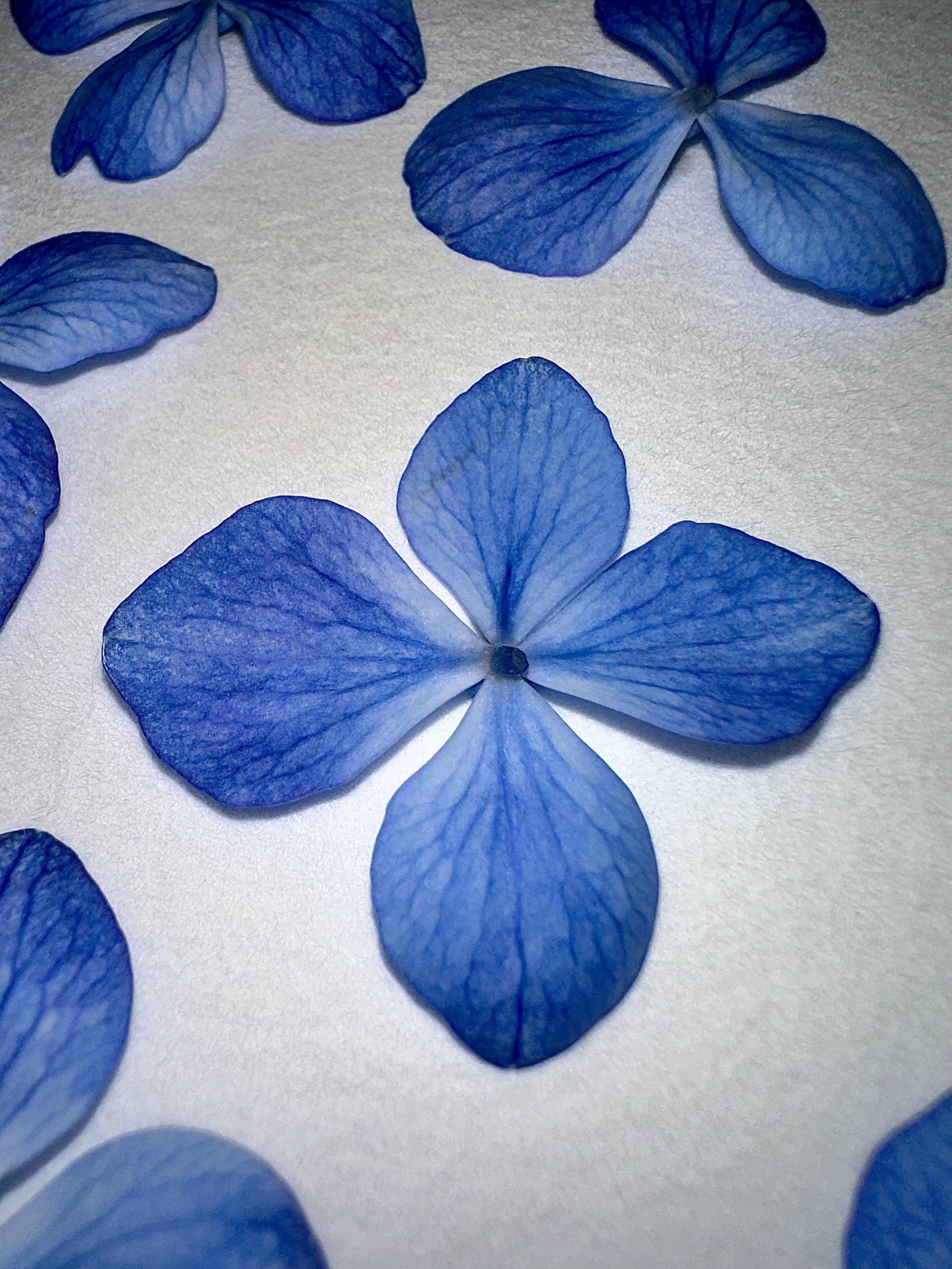 pressed hydrangea.jpg