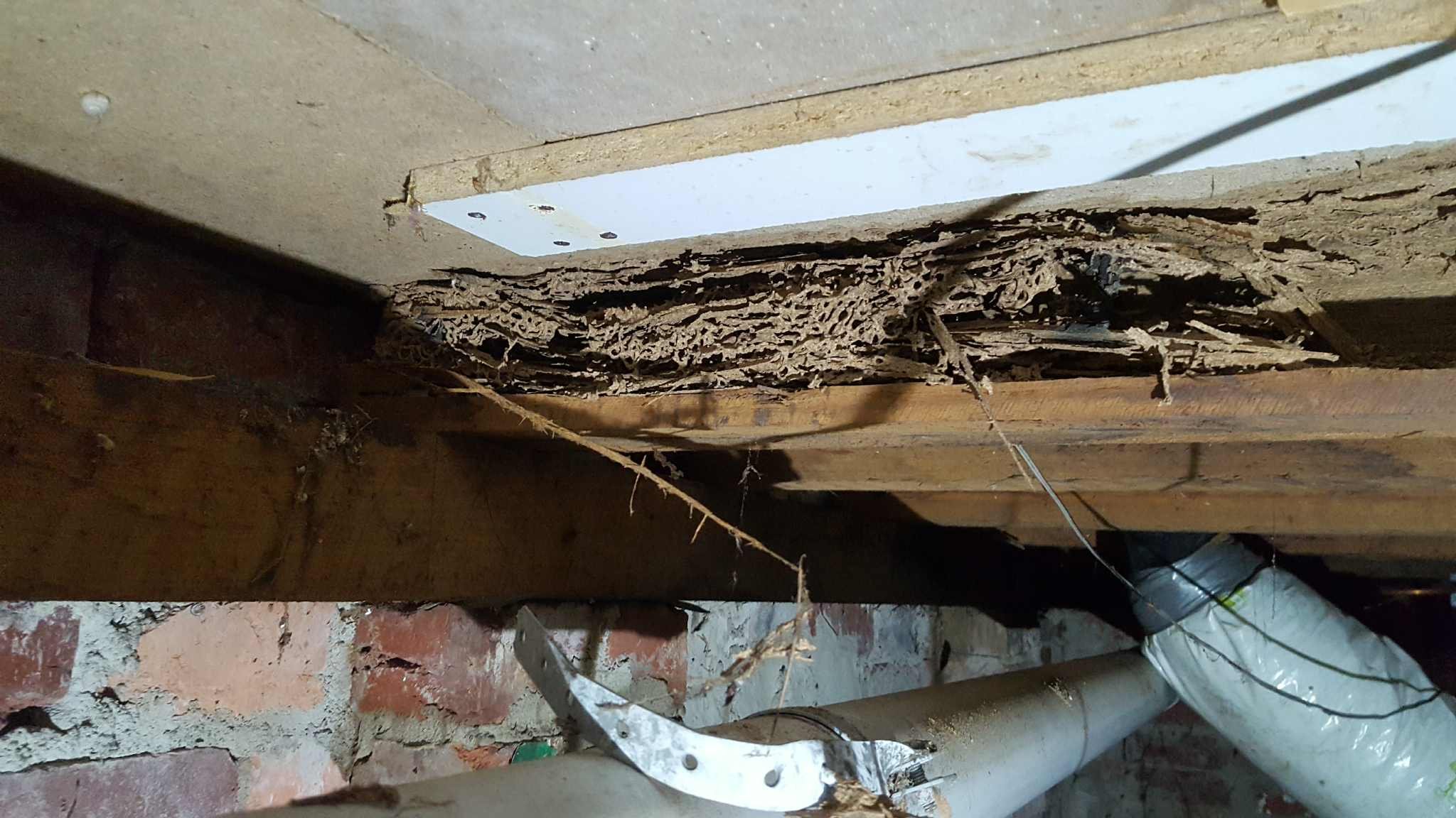 Termite Inspection