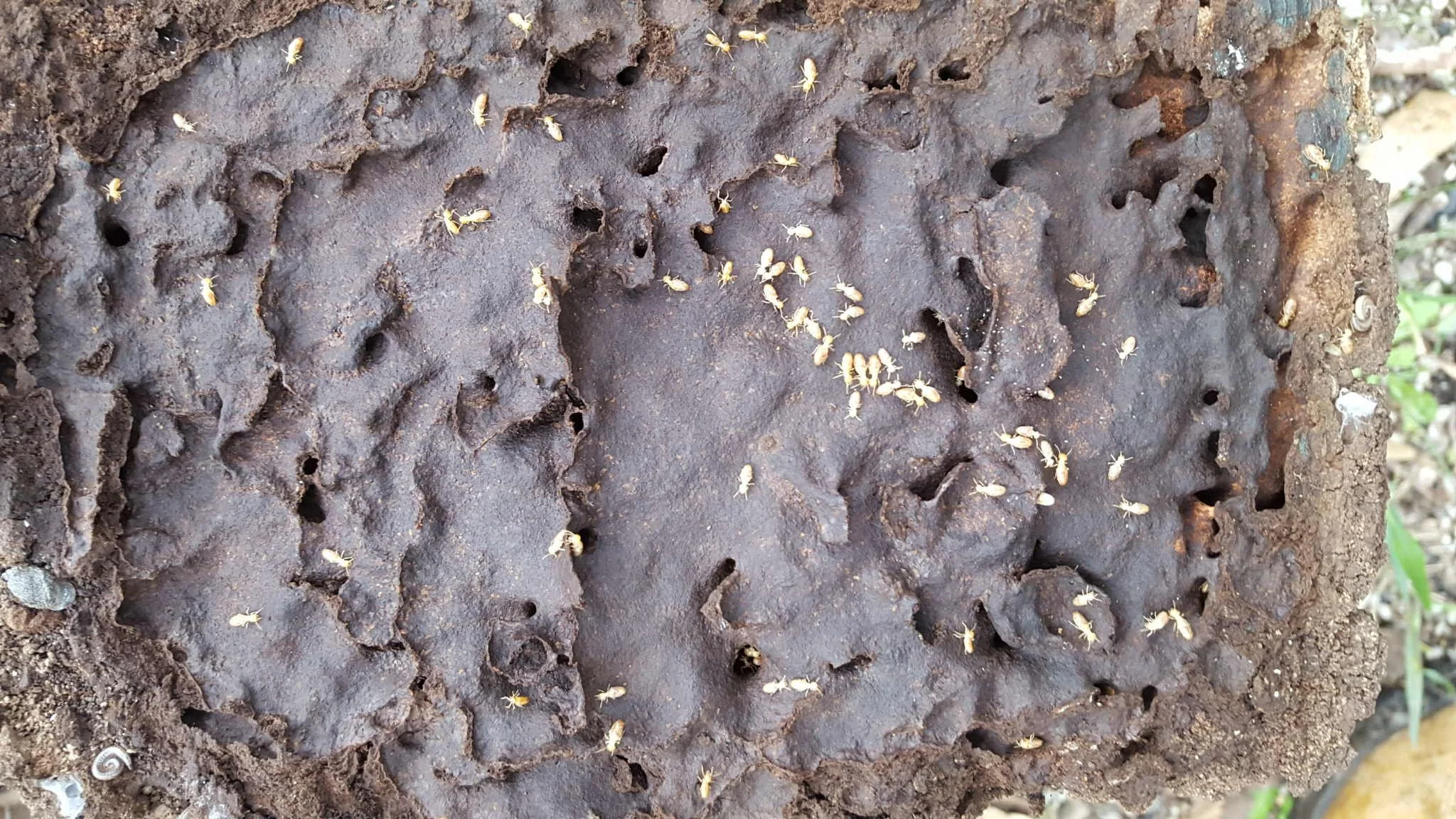 Termite exterminator Clyde