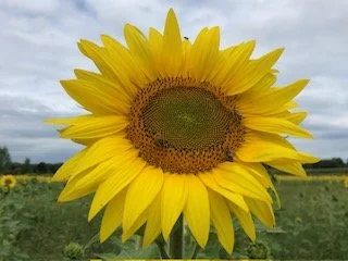 Birds and Bees - Saturday, Sept. 26, 11:00 - 4:00