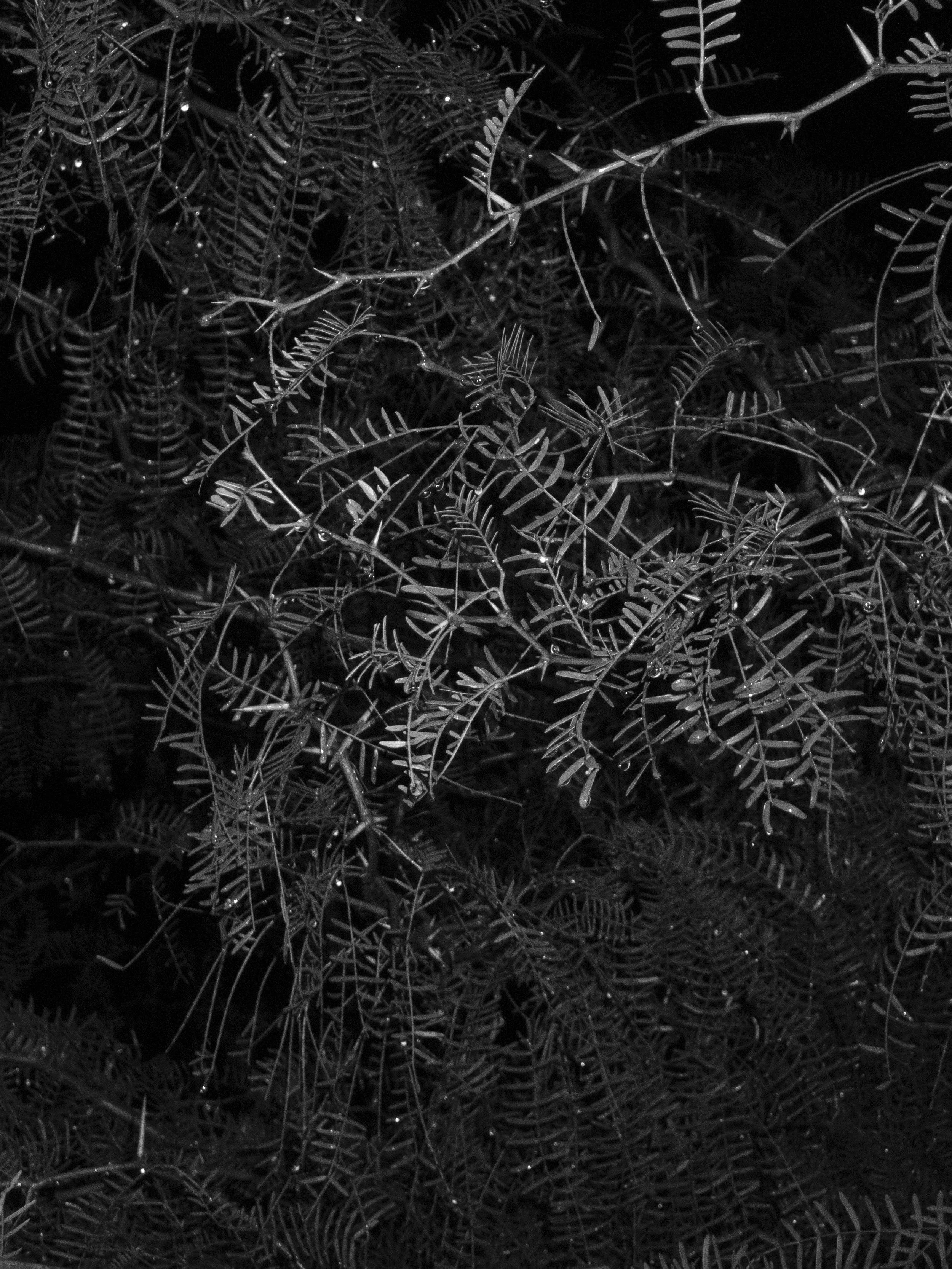 P1010263 copy.jpg
