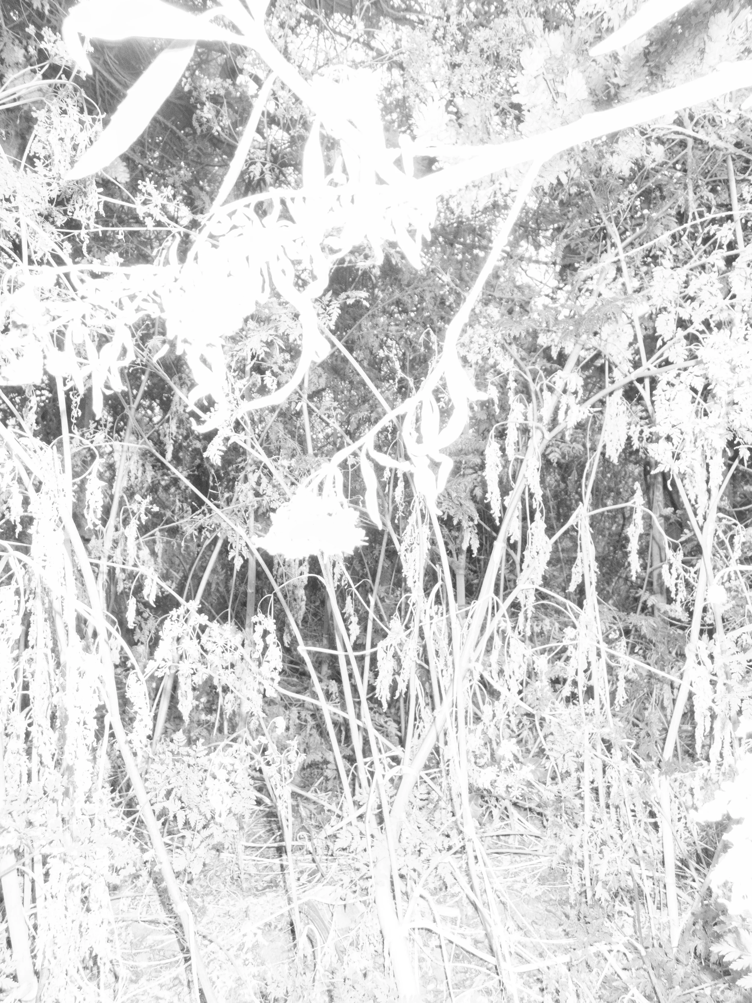 P5040204 copy.jpg