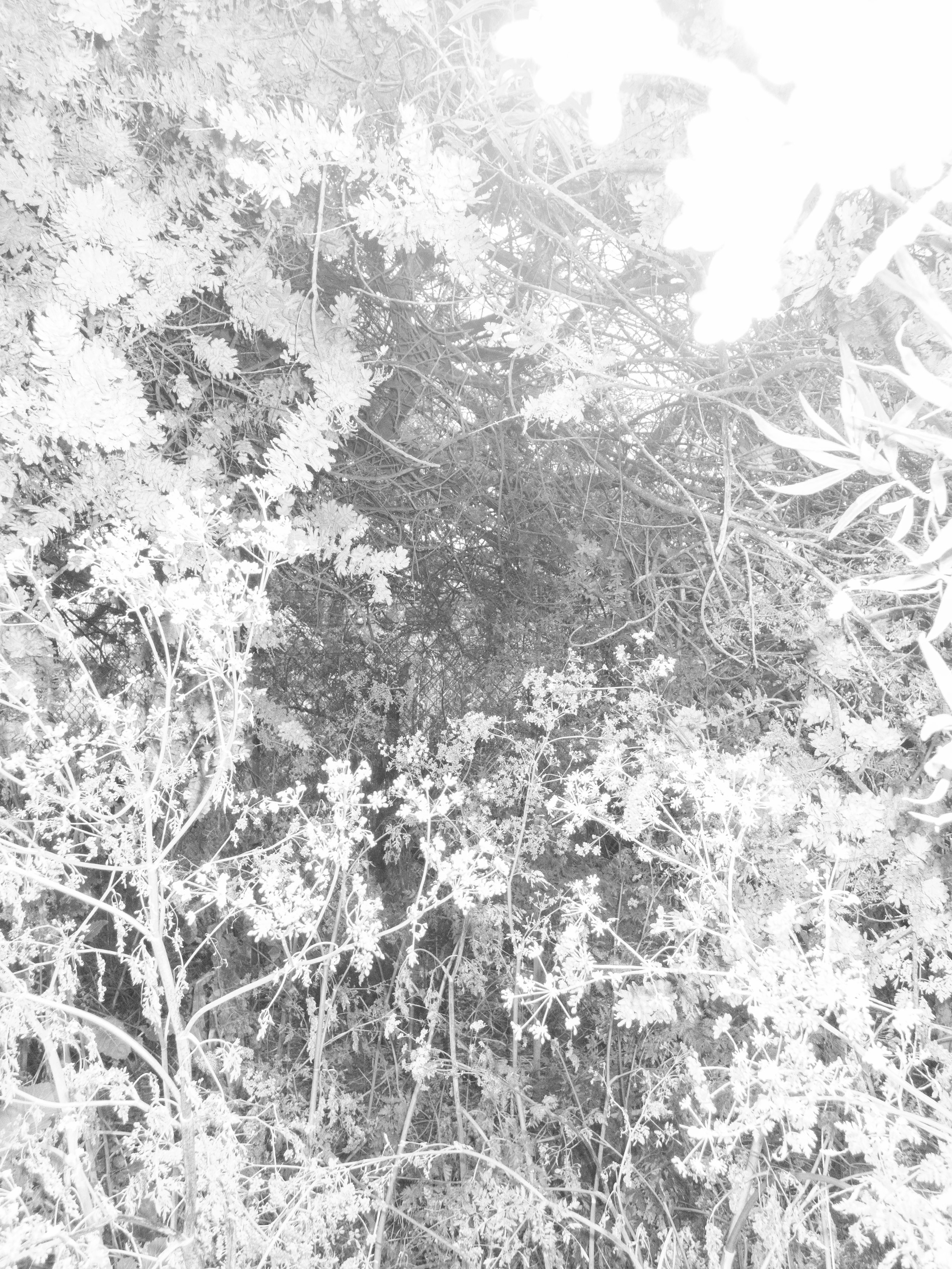 P5040206 copy.jpg