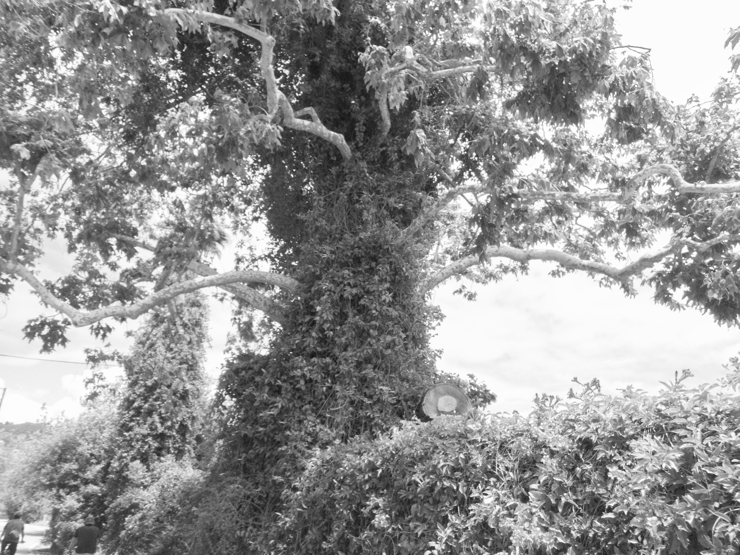 P5040210 copy.jpg