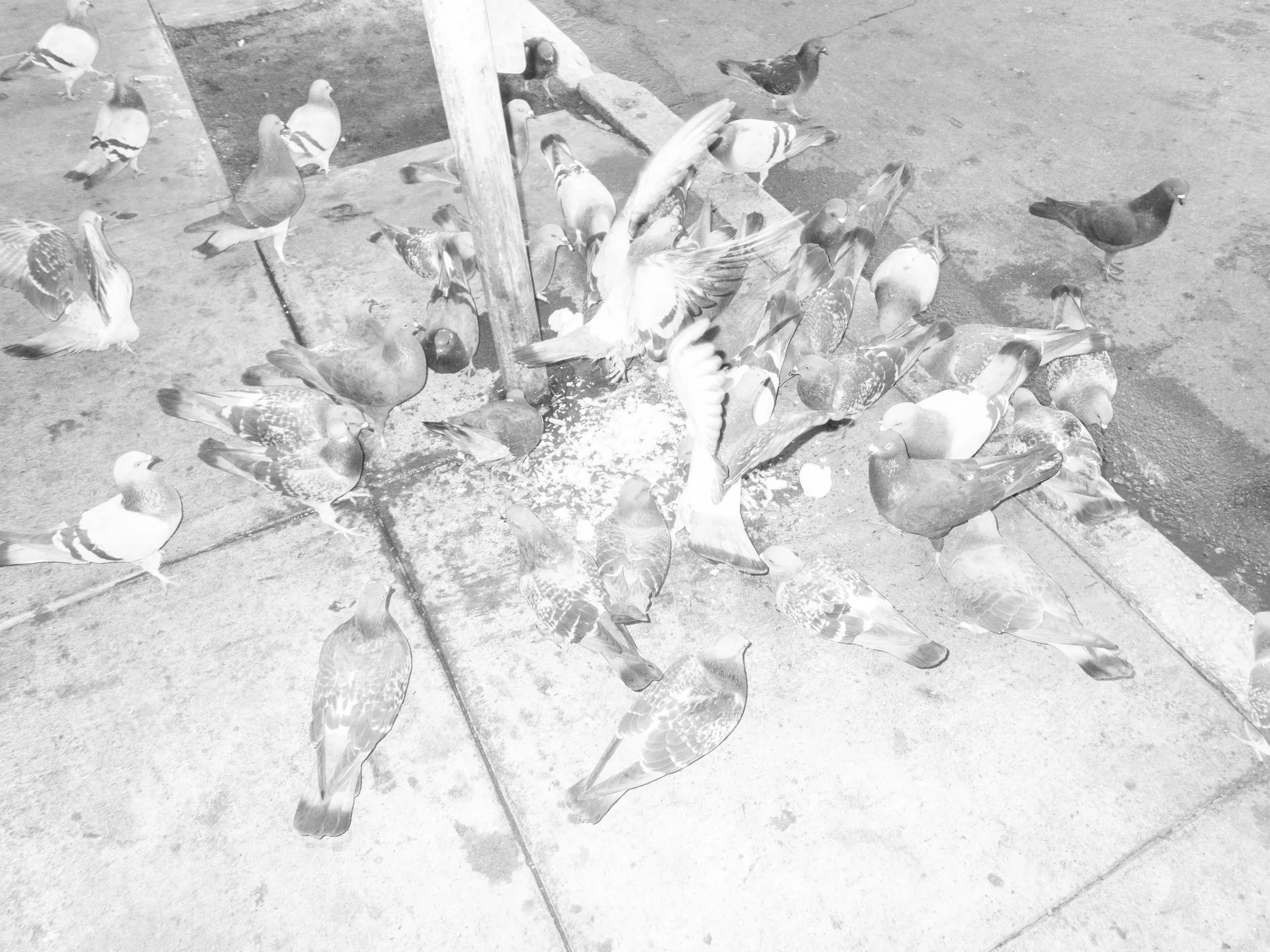 PC010040 copy.jpg