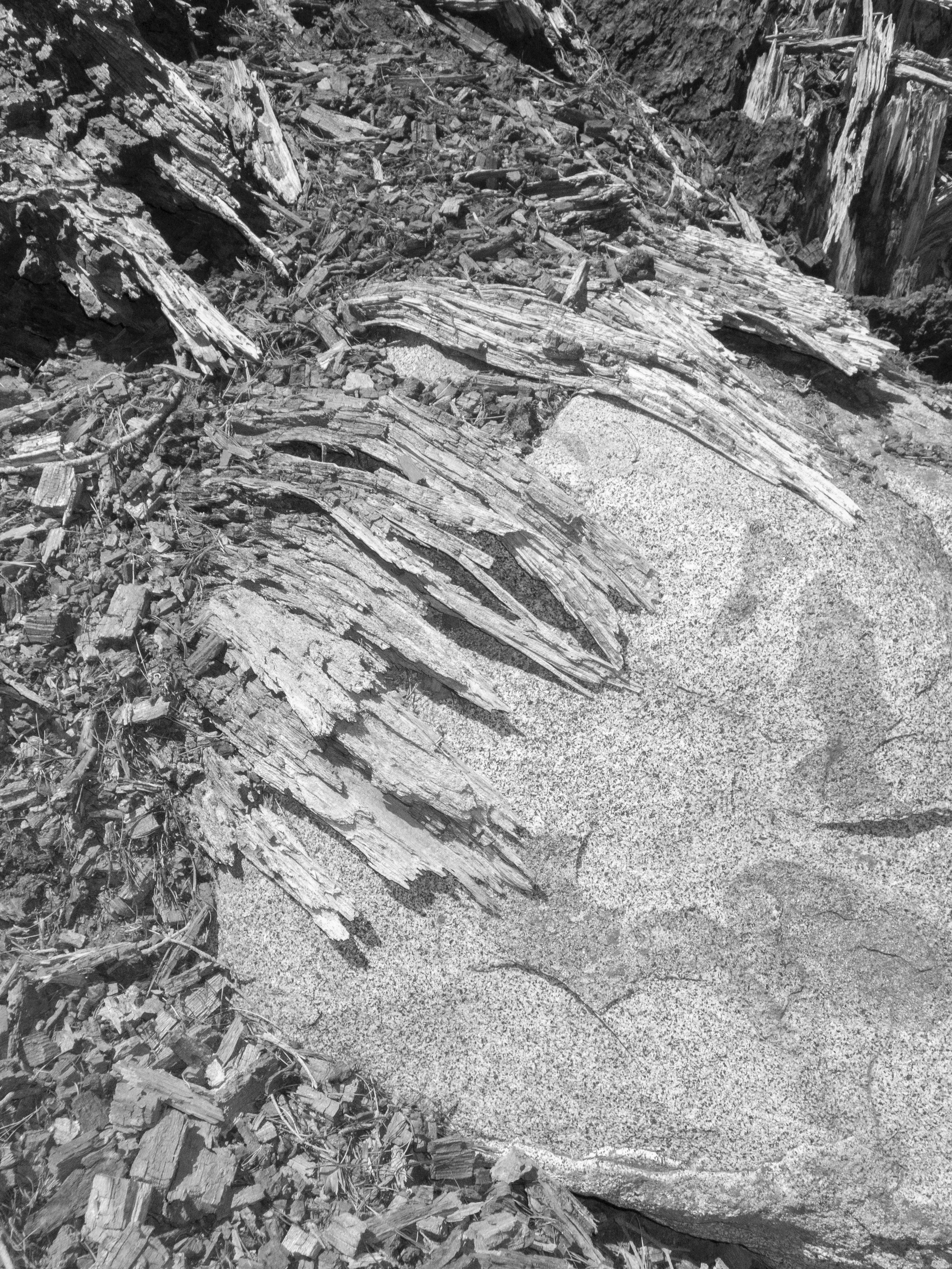 P7200172 copy.jpg