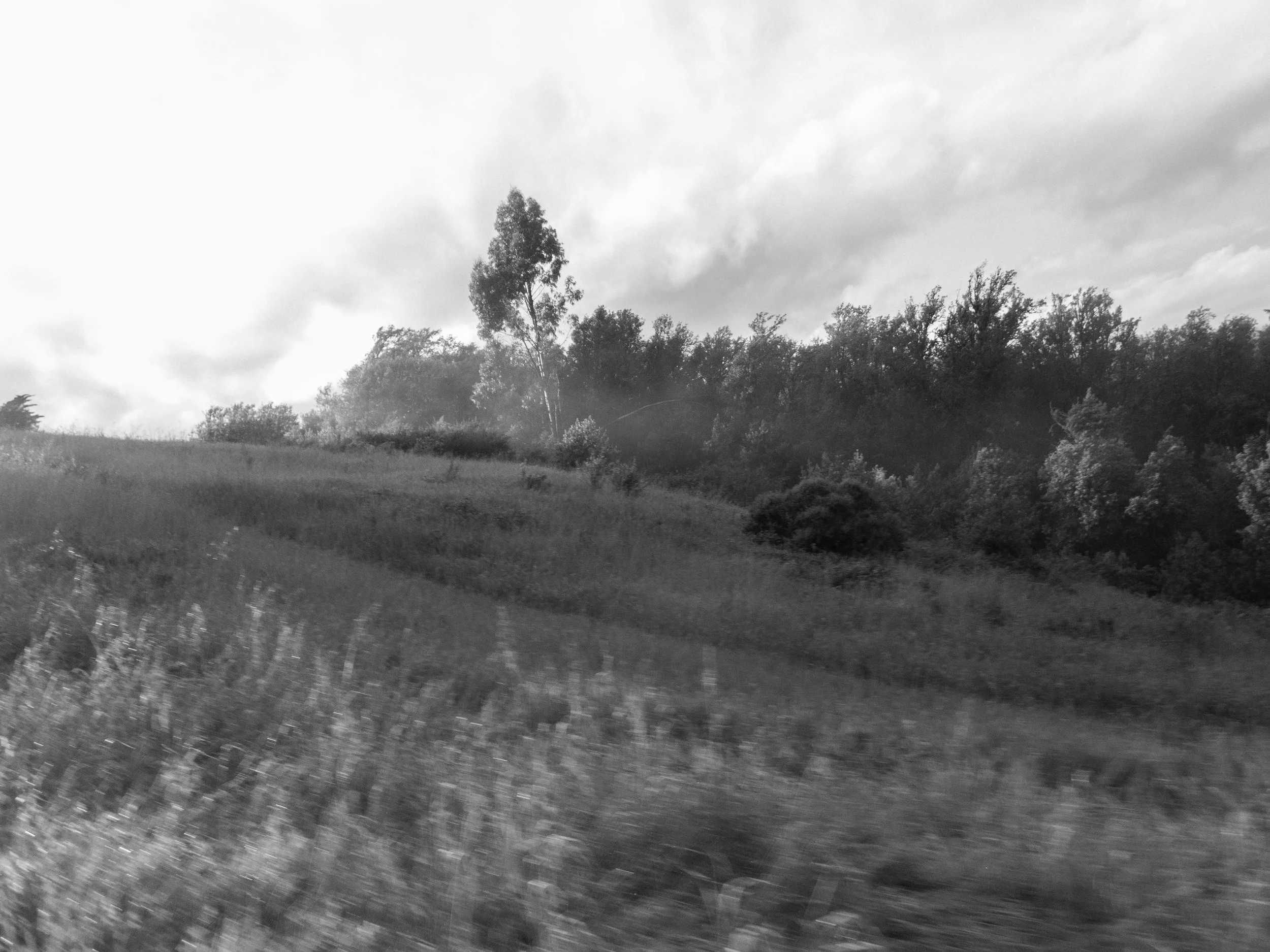 P4110037 copy.jpg