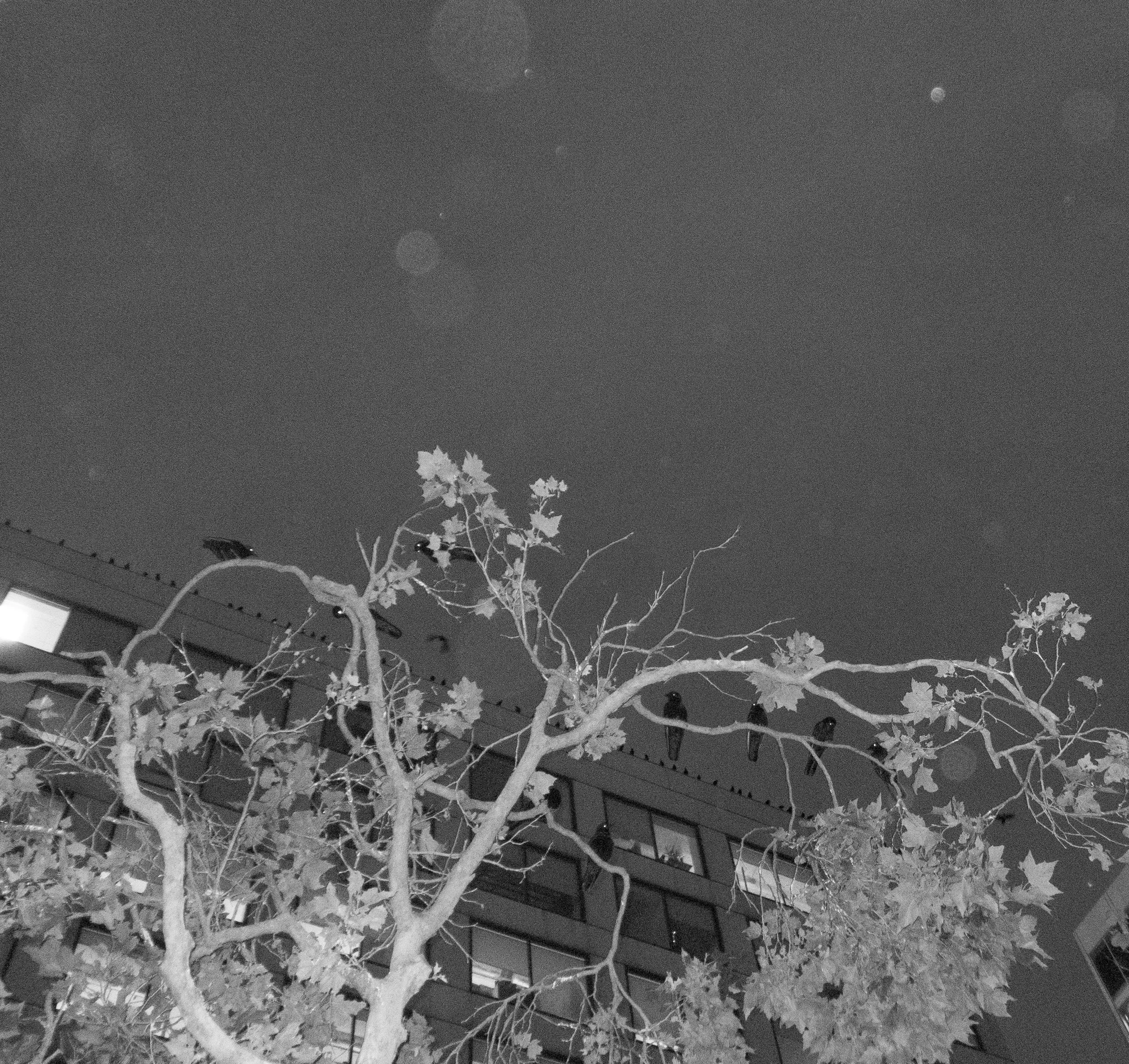 P4040047 copy.jpg
