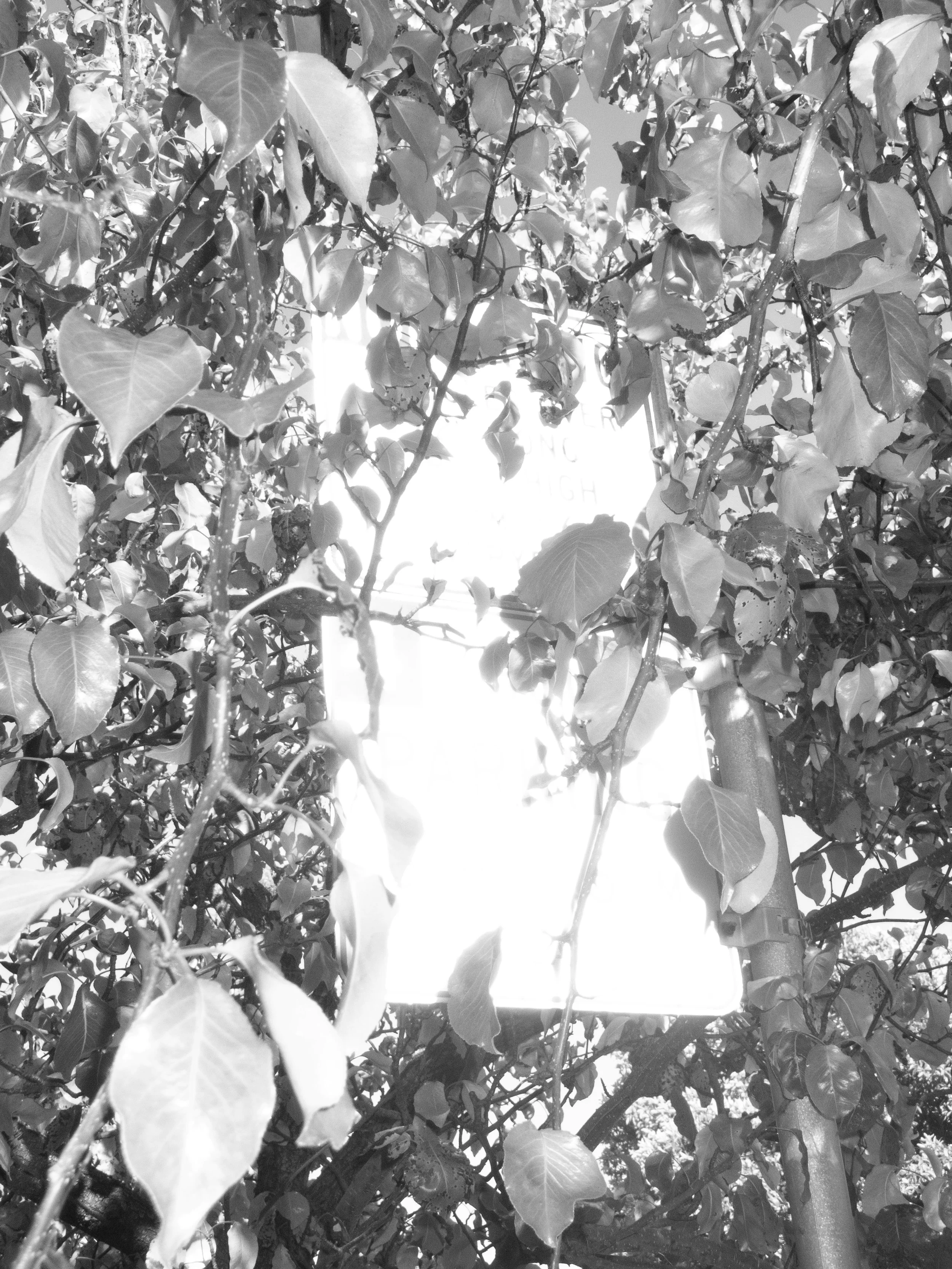 P7250024 copy.jpg