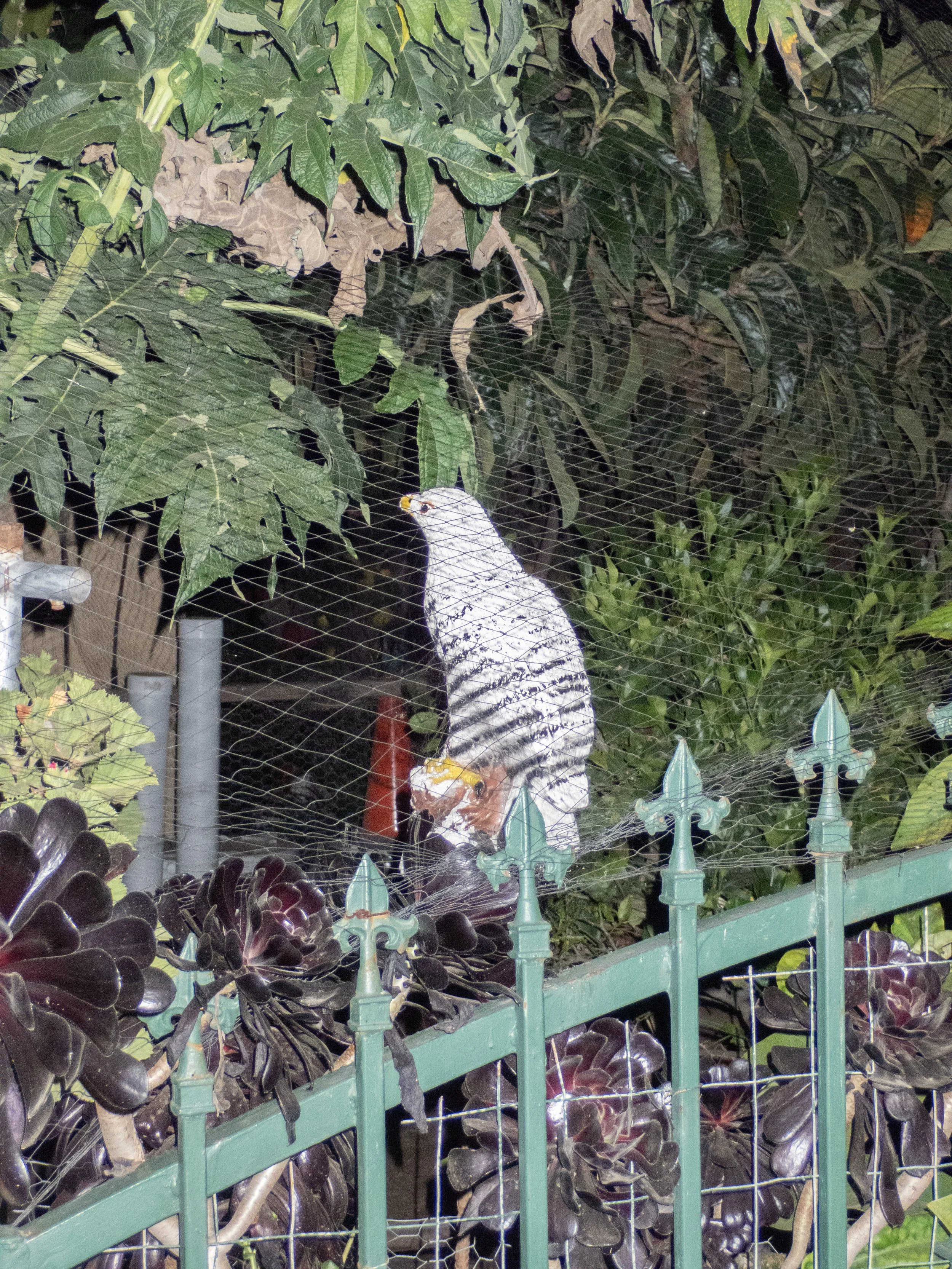 P5030161 copy.jpg