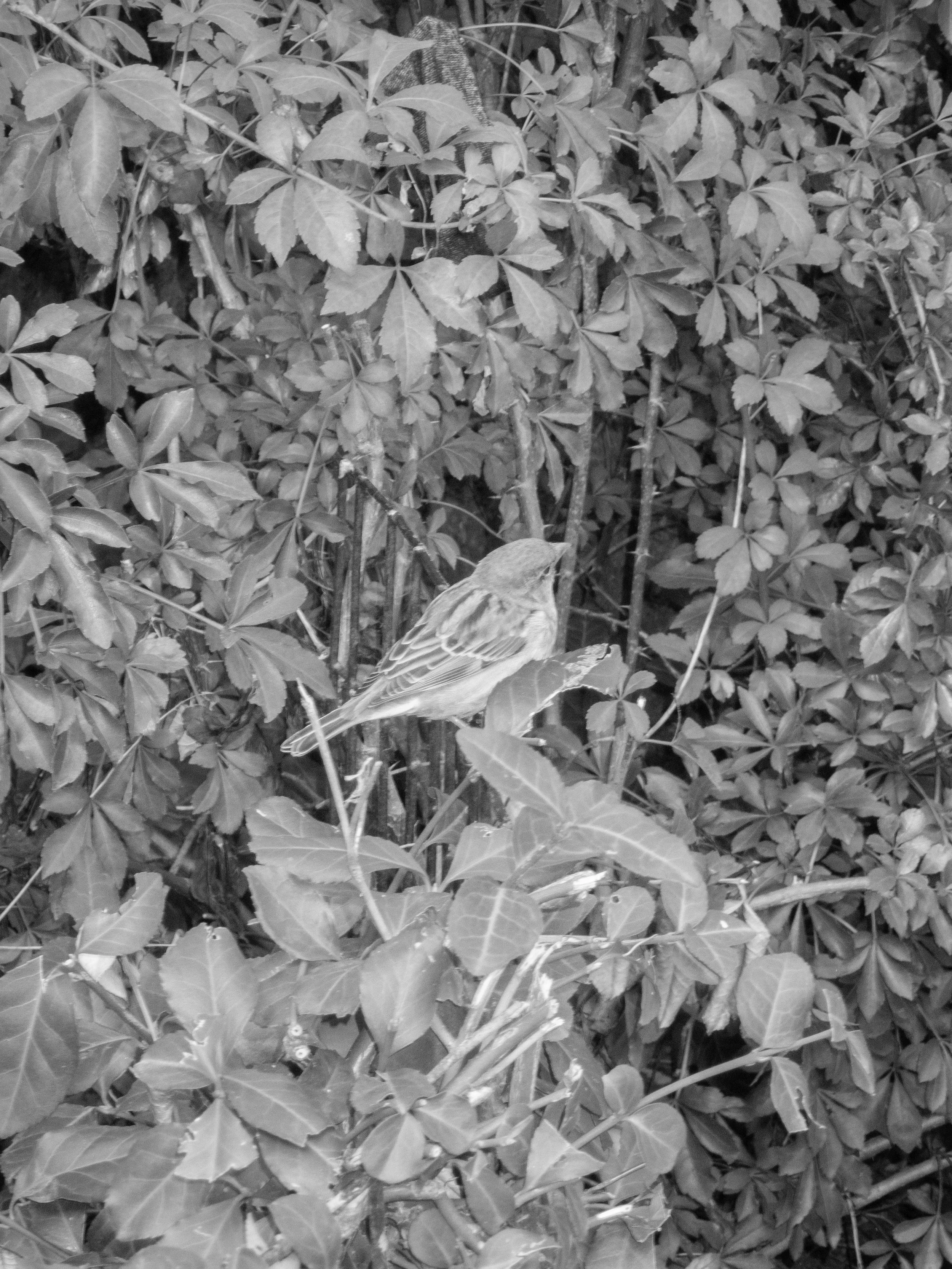 P9220133 copy.jpg