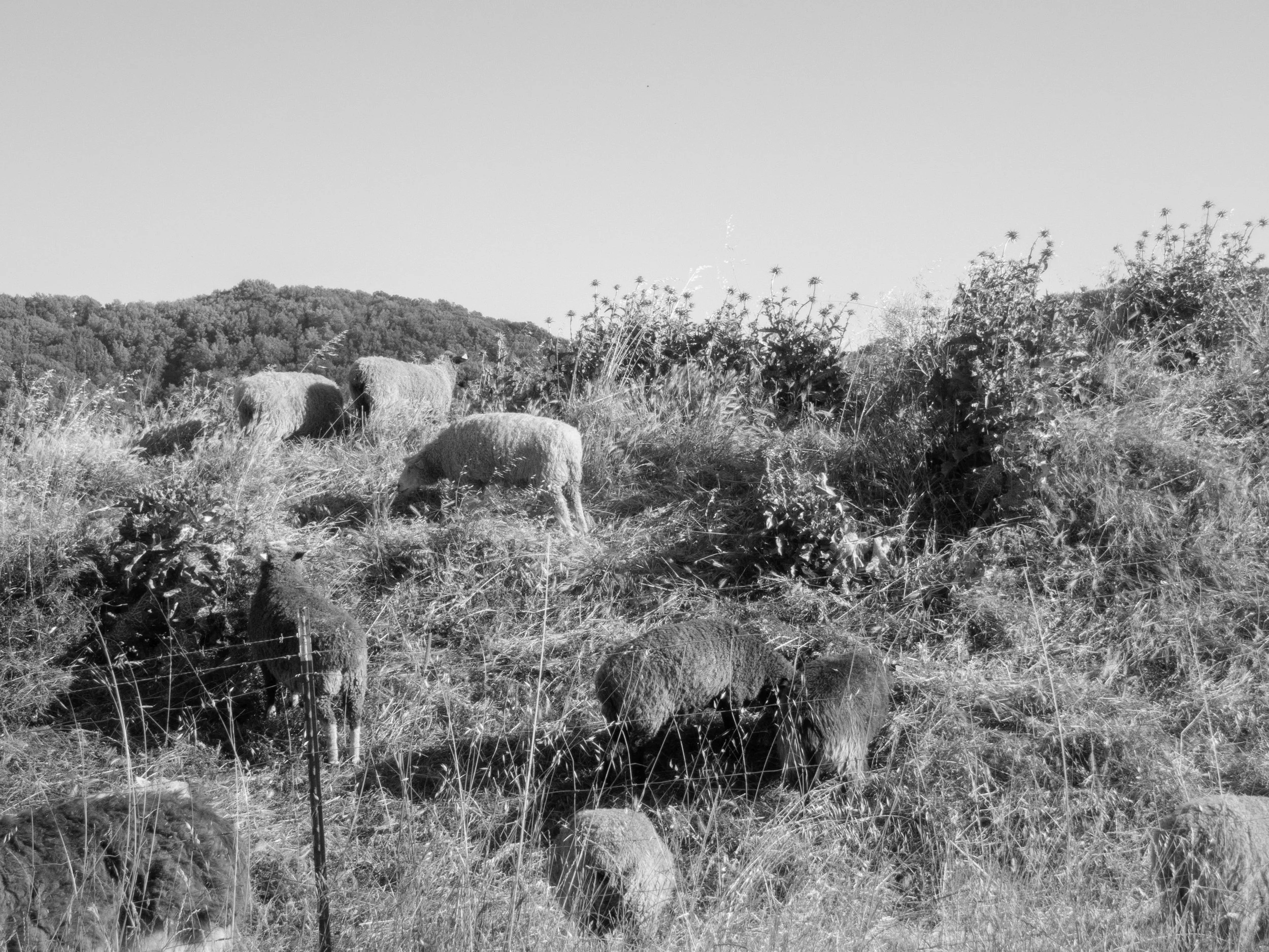 P5170124 copy.jpg