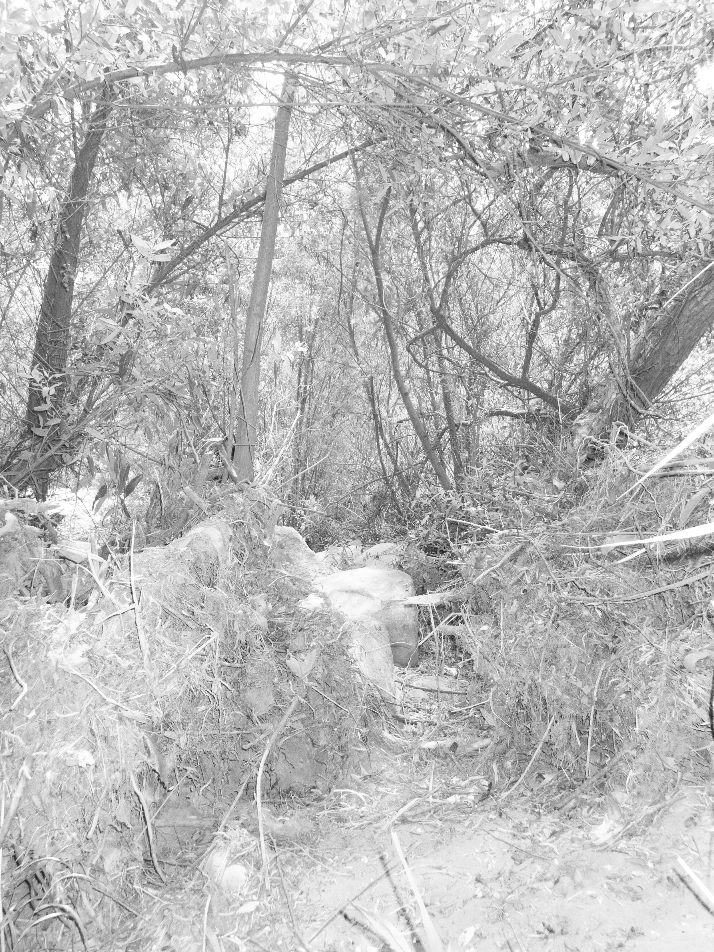 P5040227 copy.jpg