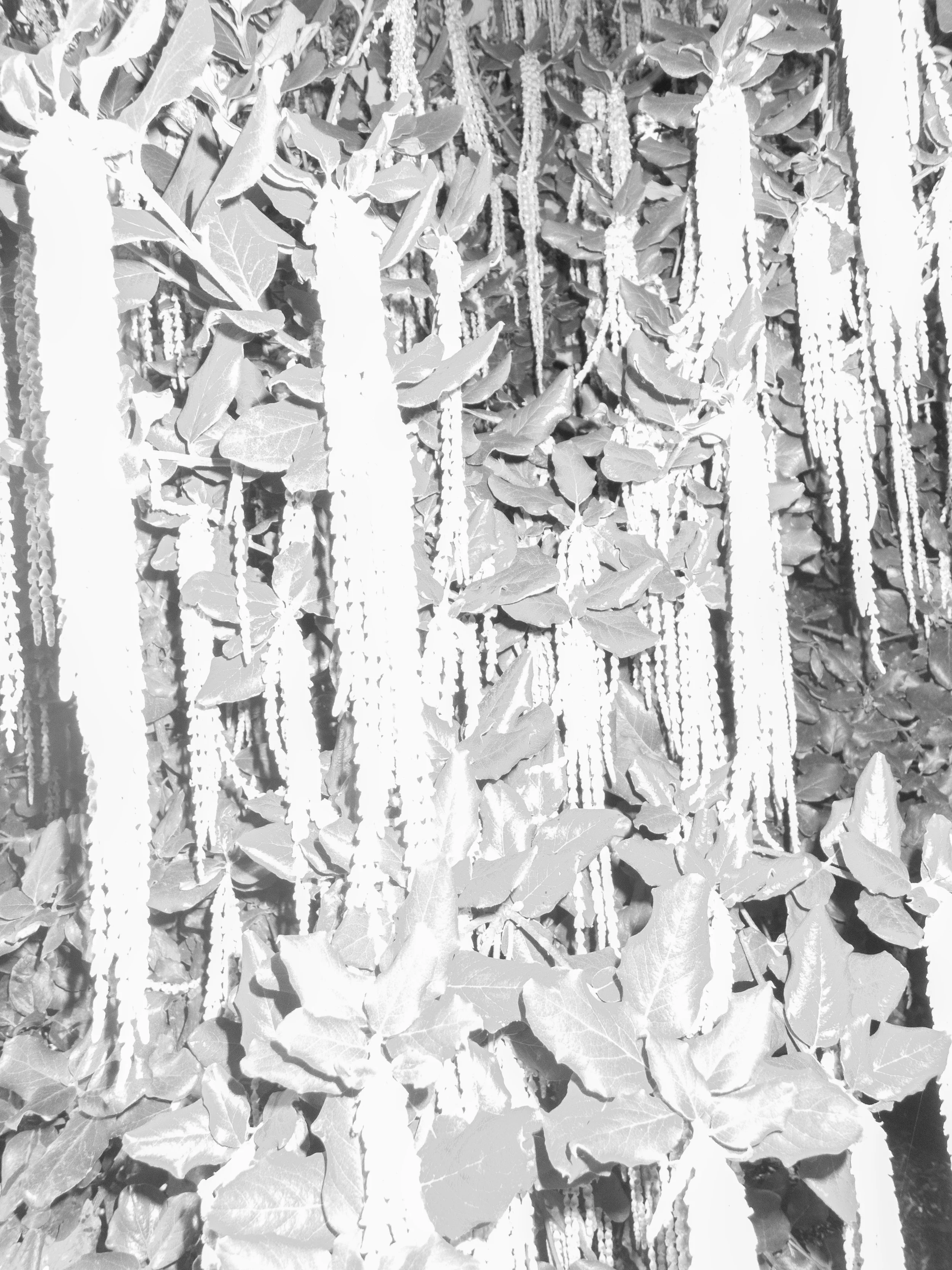 P2110199 copy.jpg