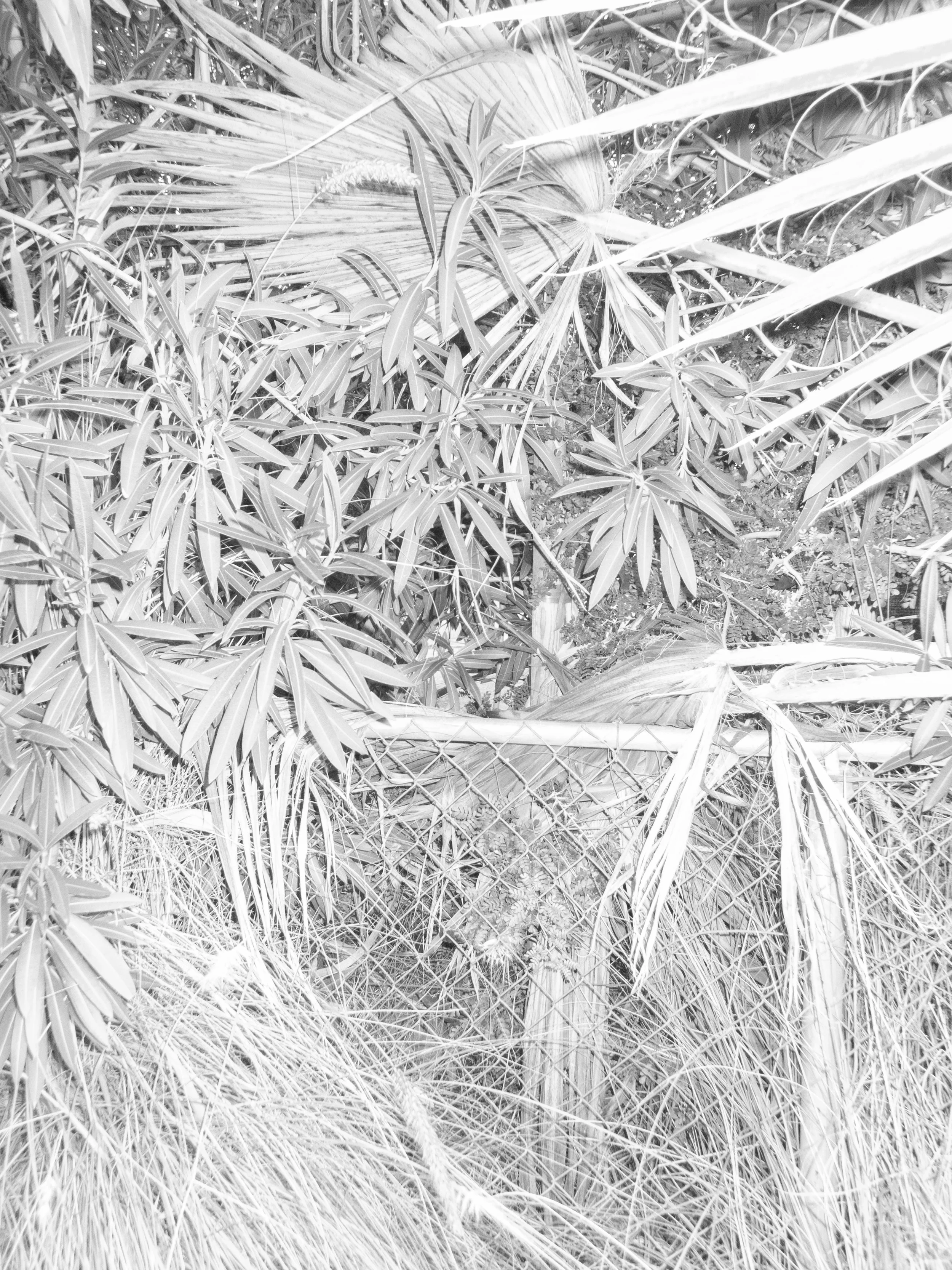 P1030461 copy.jpg