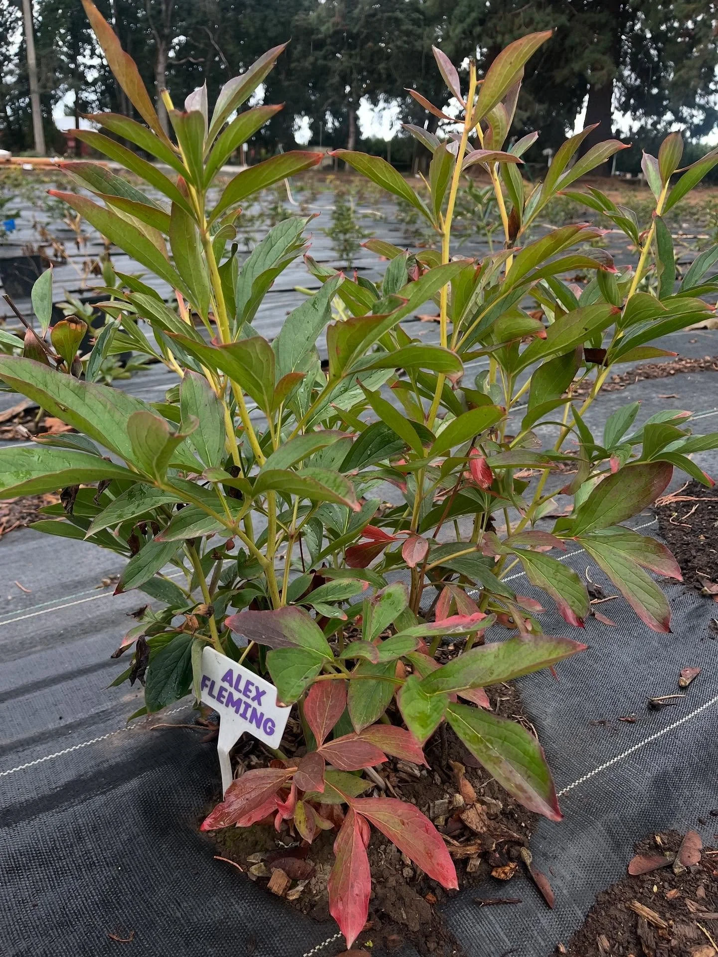 Autumn vibes are taking over the farm 🍂 Peonies are wrapping up for the season. We'll be cutting them back soon, so they can recharge for next spring's blooms 🌸