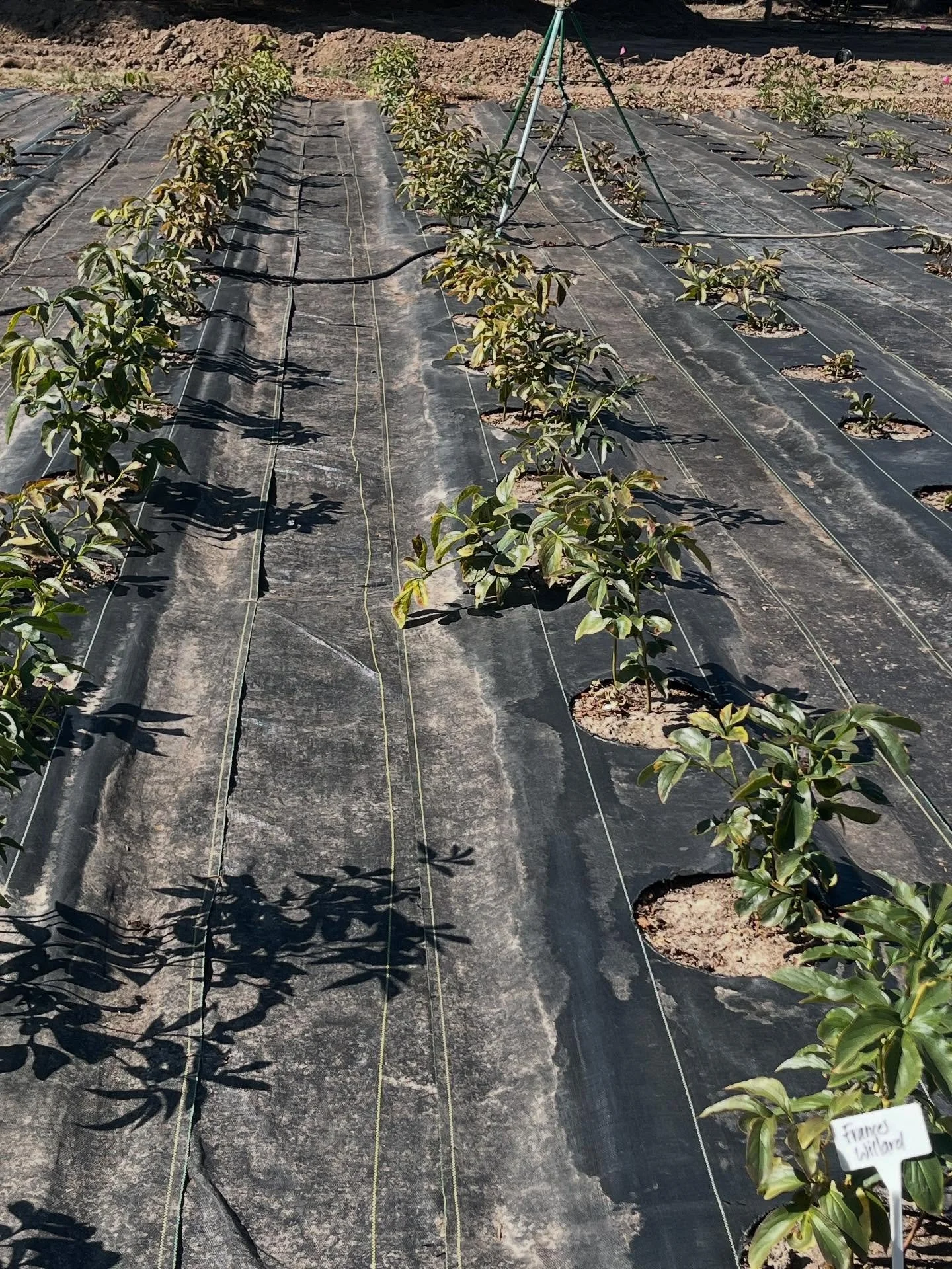 We laid these chips between the peony rows last fall and it didn't quite work out the way we wanted. So we took them all out. Farming's all about trial and error, right? 🤪 We've got a bunch of free chips if anyone wants some!