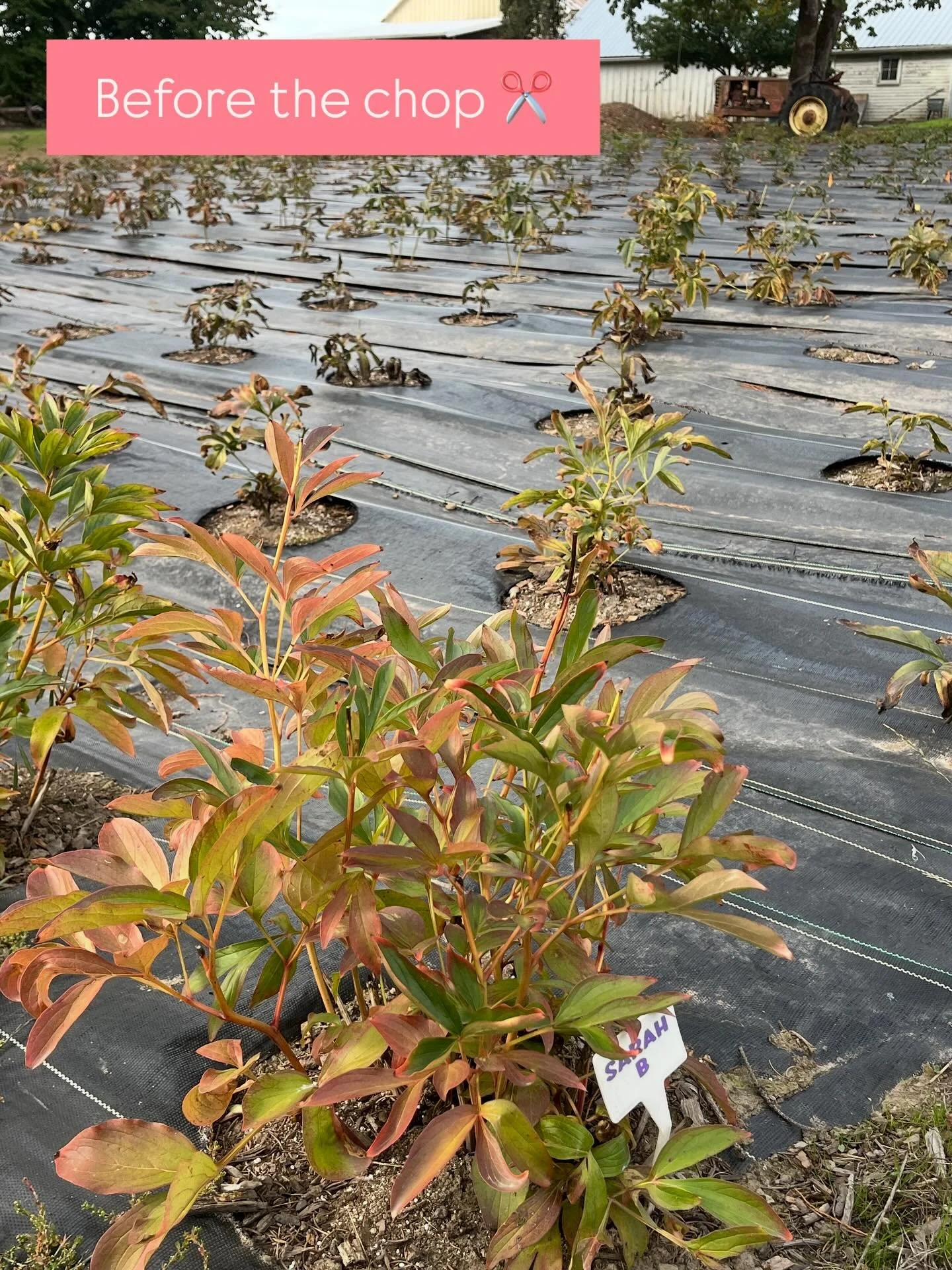 Time to say goodbye to our peonies for the season... Fall prep has officially begun! ✂️🍂