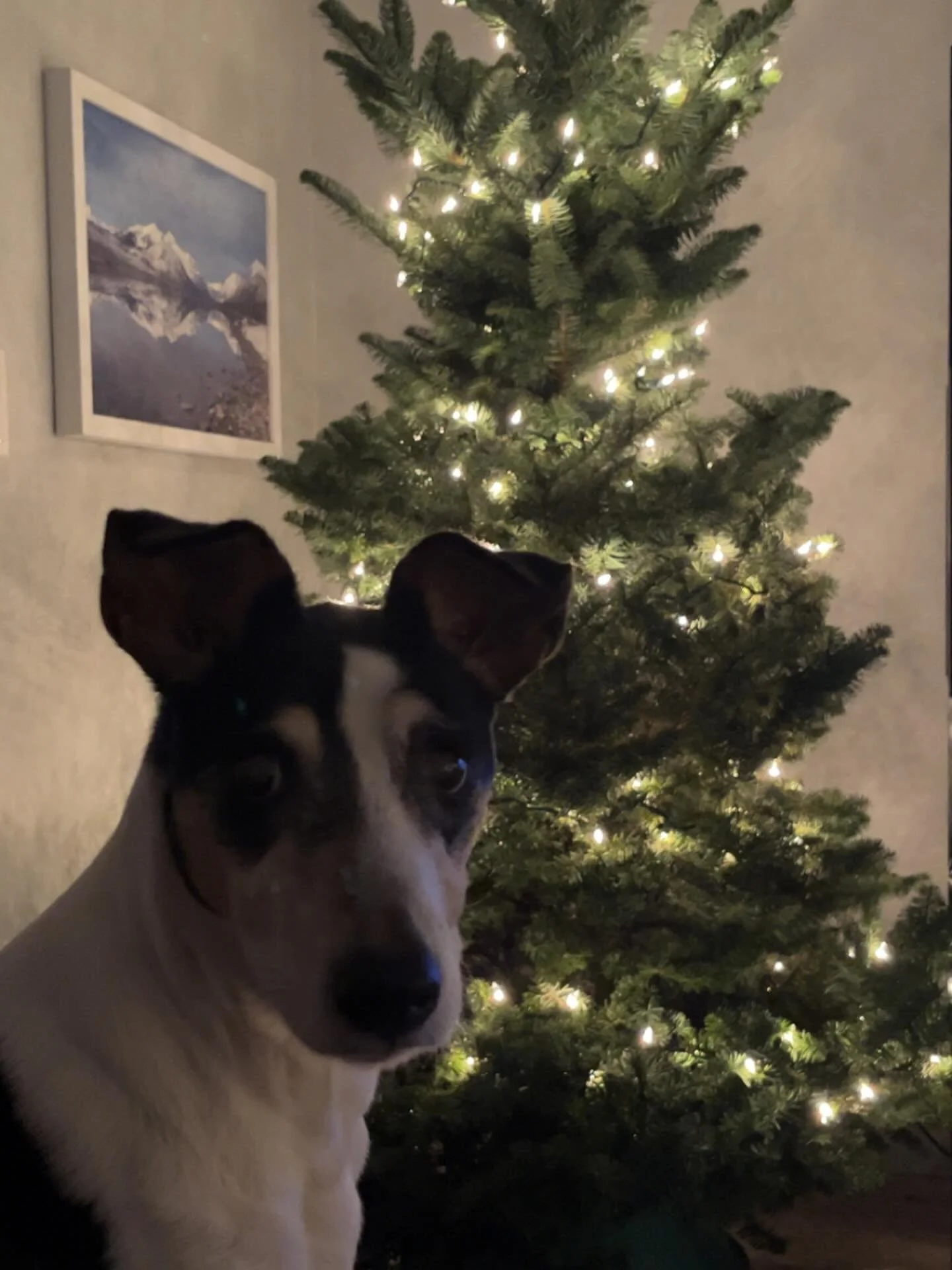 It was a long week! Our poor old girl has been under the weather. We are so relieved she&rsquo;s feeling better. 🐶❤️