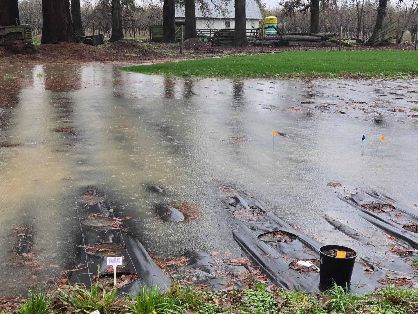 Dave swung by the farm earlier this week to check on the peony field after all the crazy rain we got, and let's just say we had a mini lake forming! I was worried for a minute but everything looks good now, just a bit messy and dirty! Which if you kn