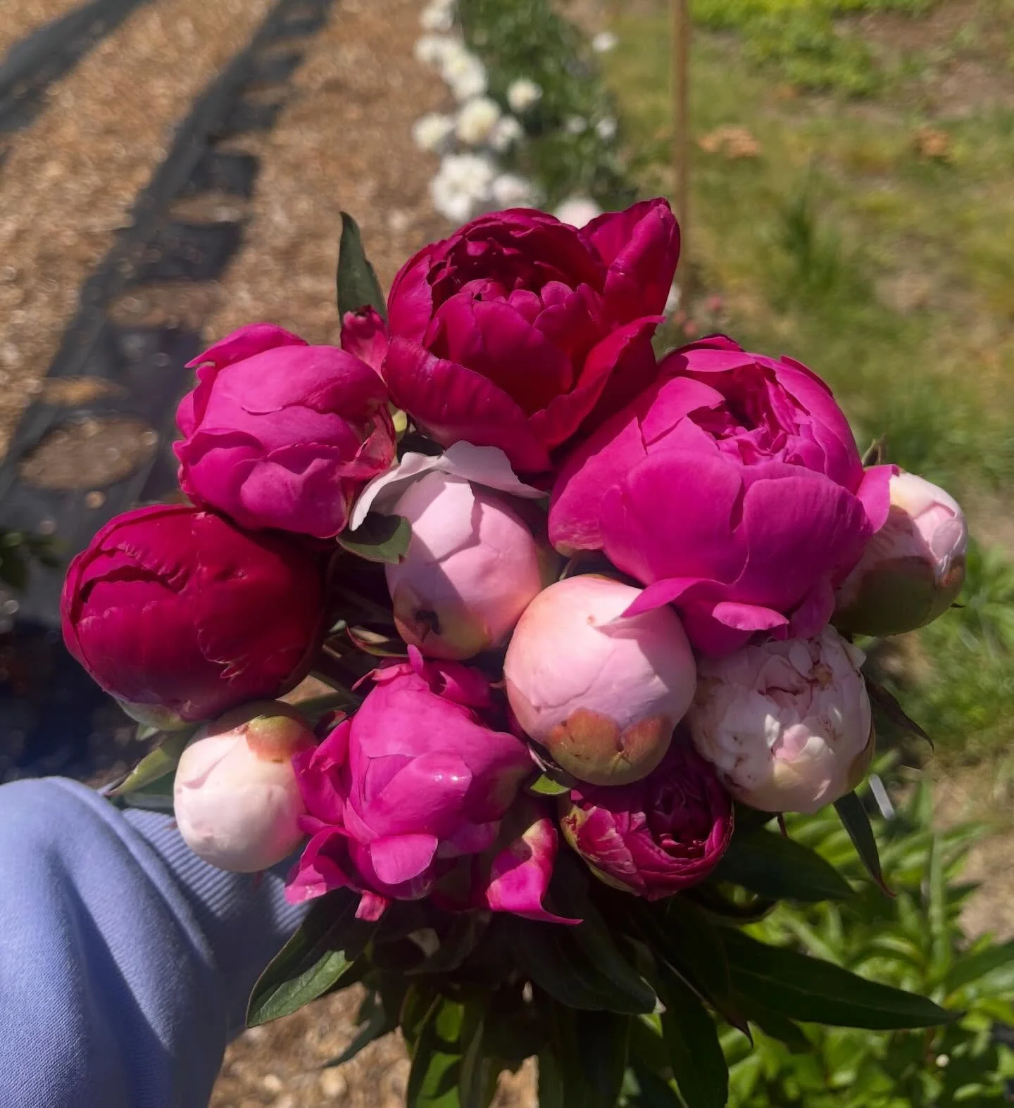 Spring is almost here- after a long winter you deserve a little treat! Our 3 week peony subscription brings a little joy and color to your busy week. Waitlist members will get first access to our limited spots when they open. Link in bio to join the 