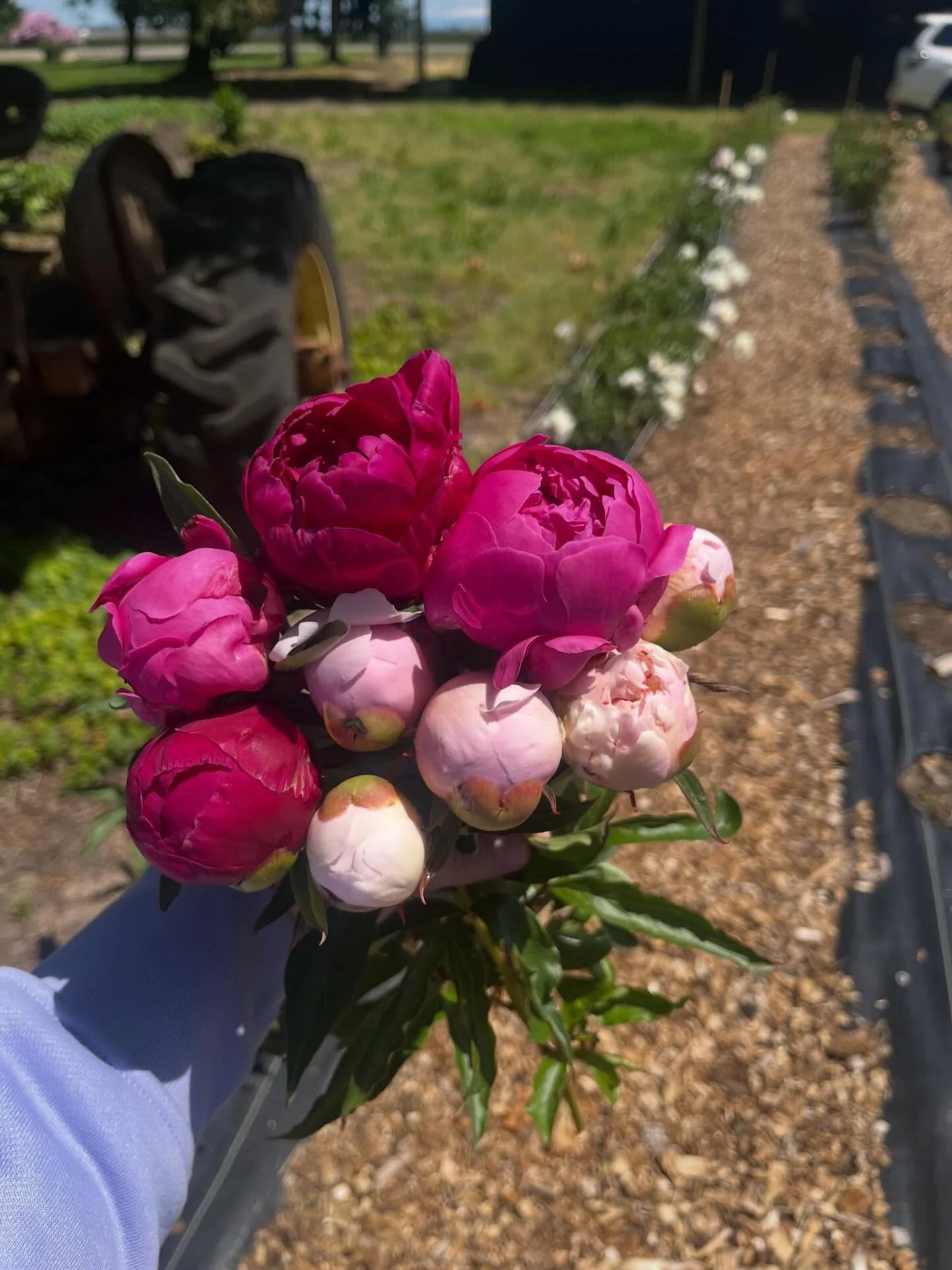 If you&rsquo;re the person who does everything for everyone&hellip;This is me reminding you that you deserve something beautiful too! Just saying 😉 

Get on the waitlist for our peony subscription. The link is in our bio! 🌸