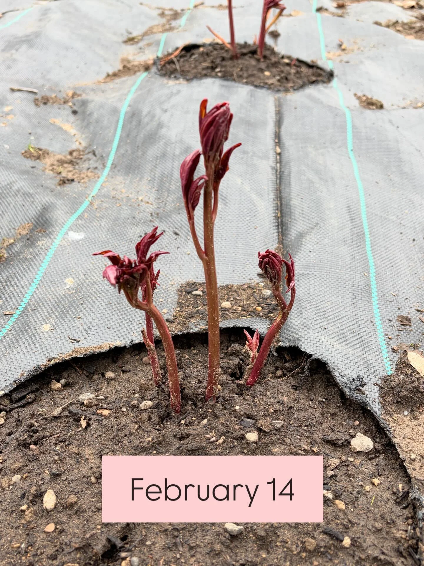 The peonies are growing like crazy. Only 5 days difference between these pictures.