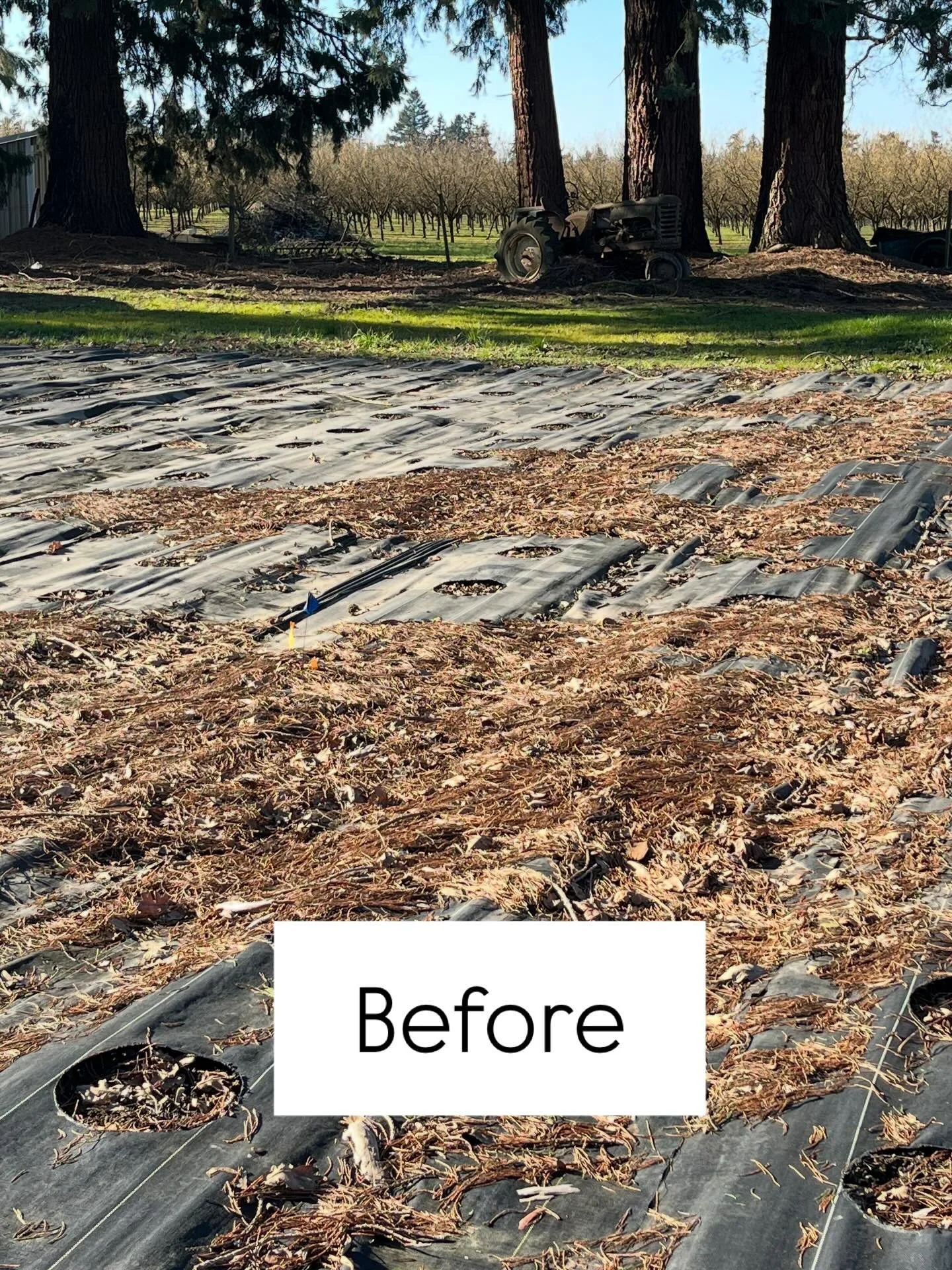 We gave the peony field a little mid winter clean up today! 🧹