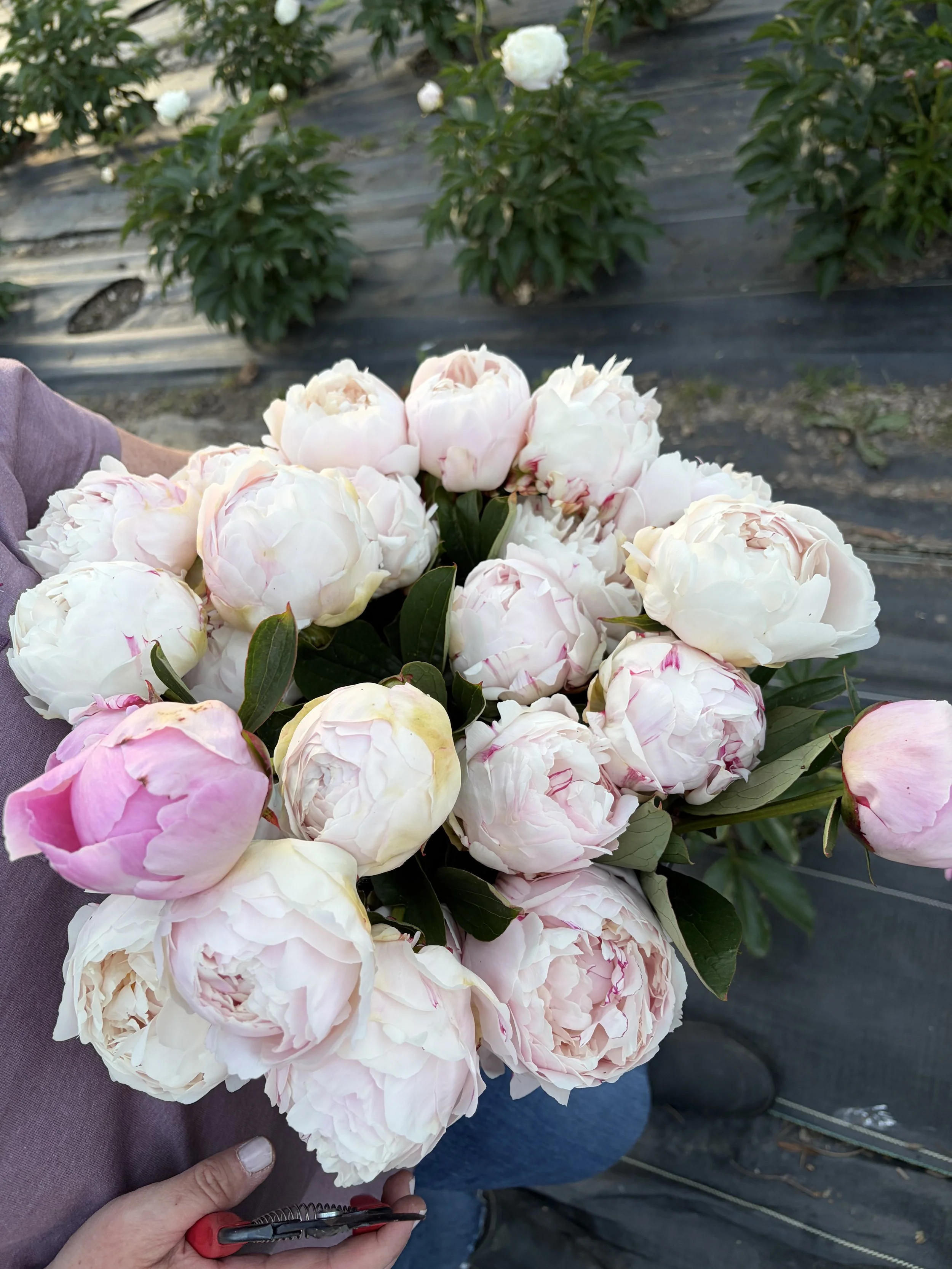 A person holding a large bouquet of pale pink and white peonies in a garden.