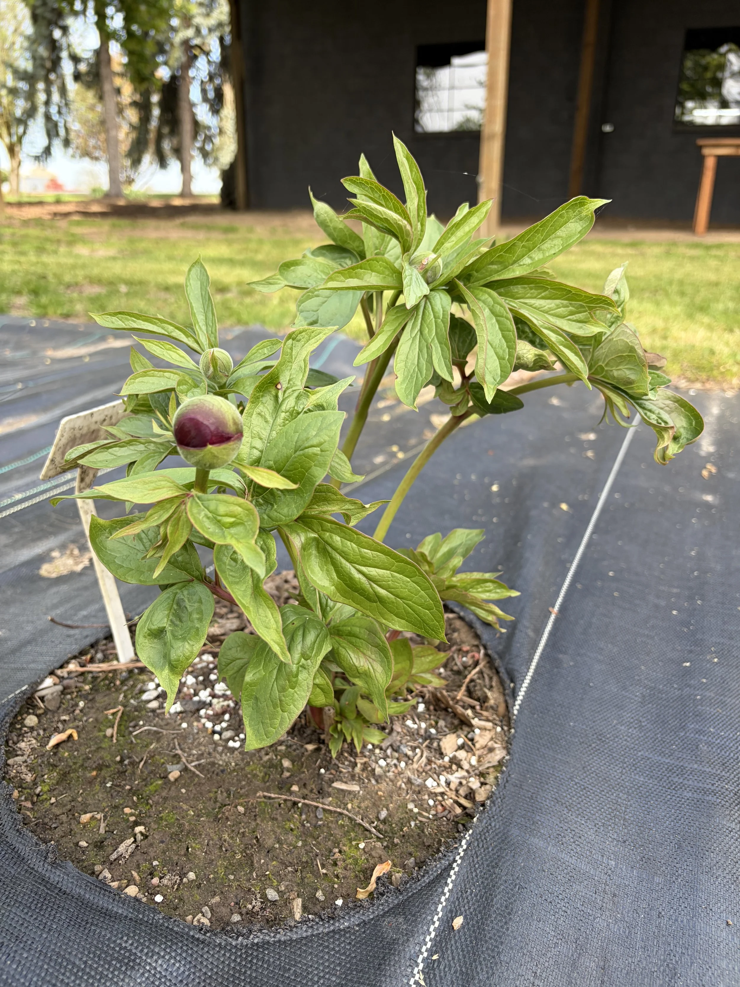 dark red peony bud