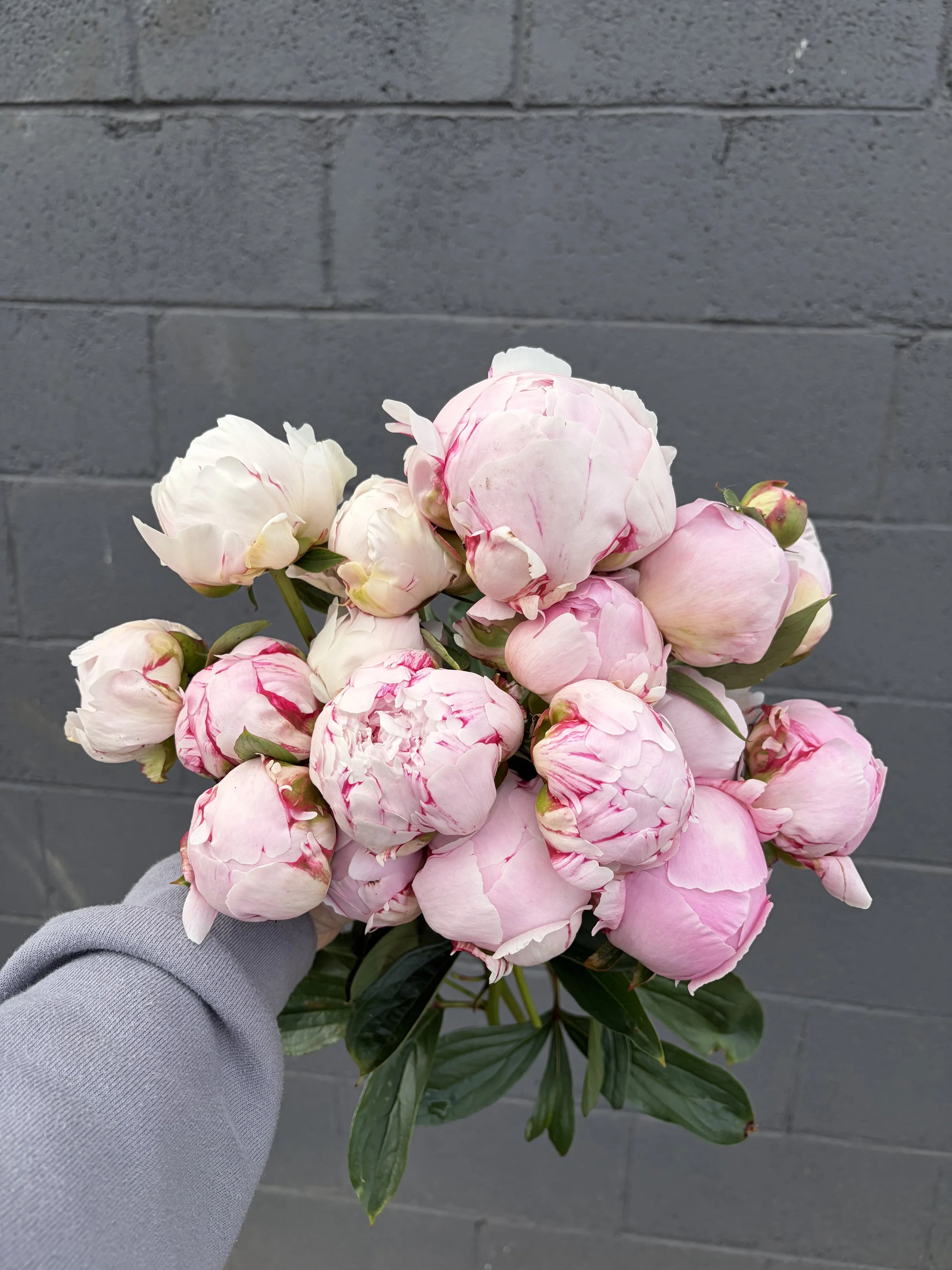A hand holding a bouquet of large pink and white peony flowers against a gray brick background.